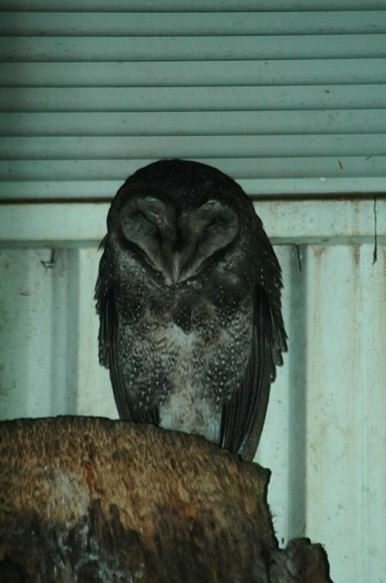 Sooty Owl