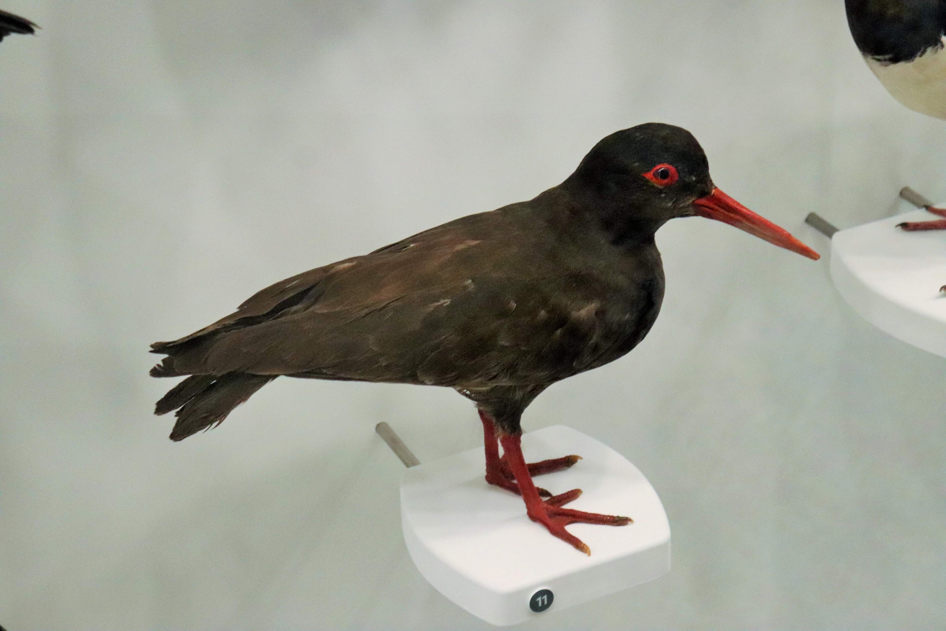Sooty Oystercatcher (Haematopus fuliginosus)