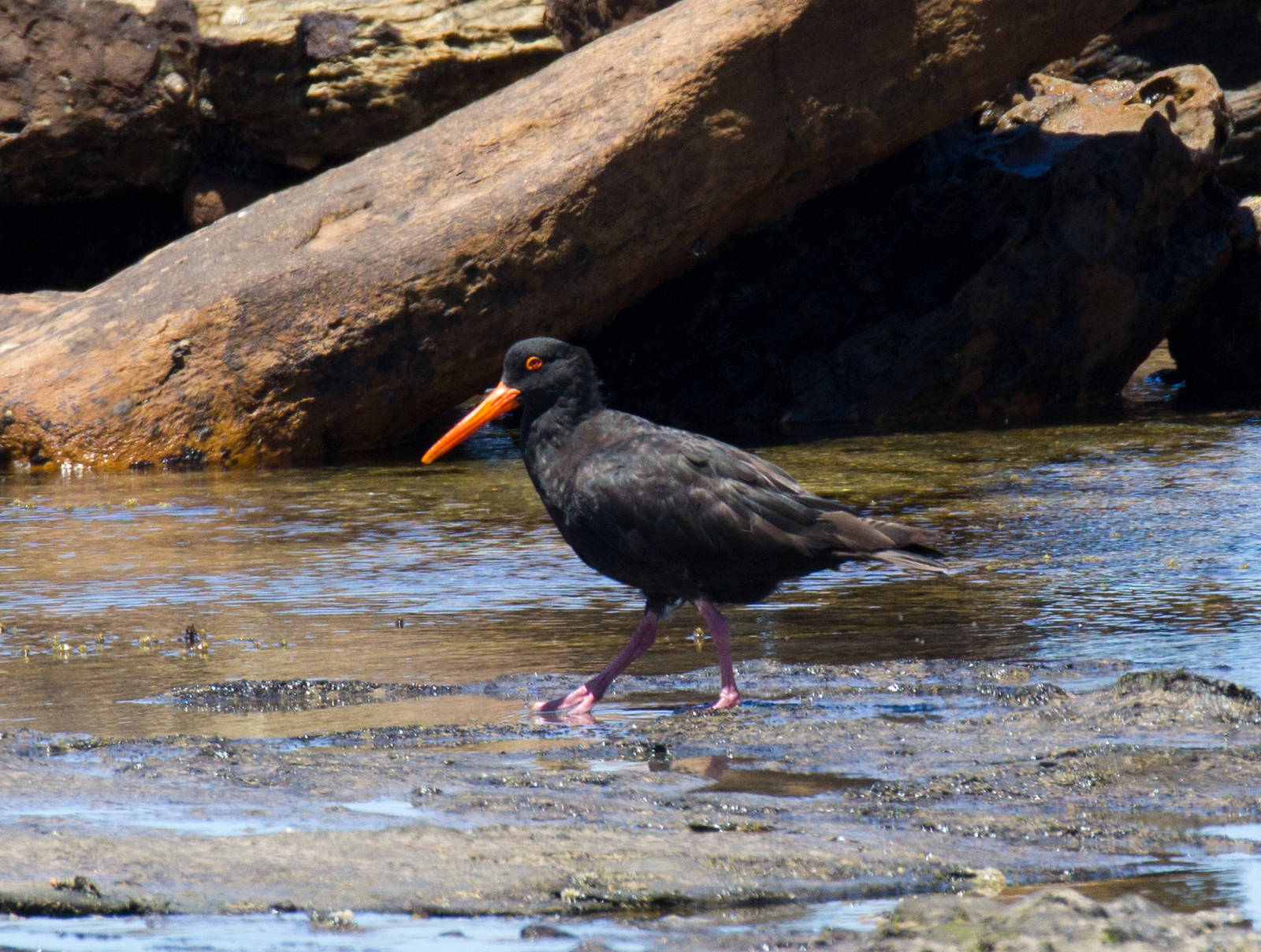 Sooty Oystercatcher