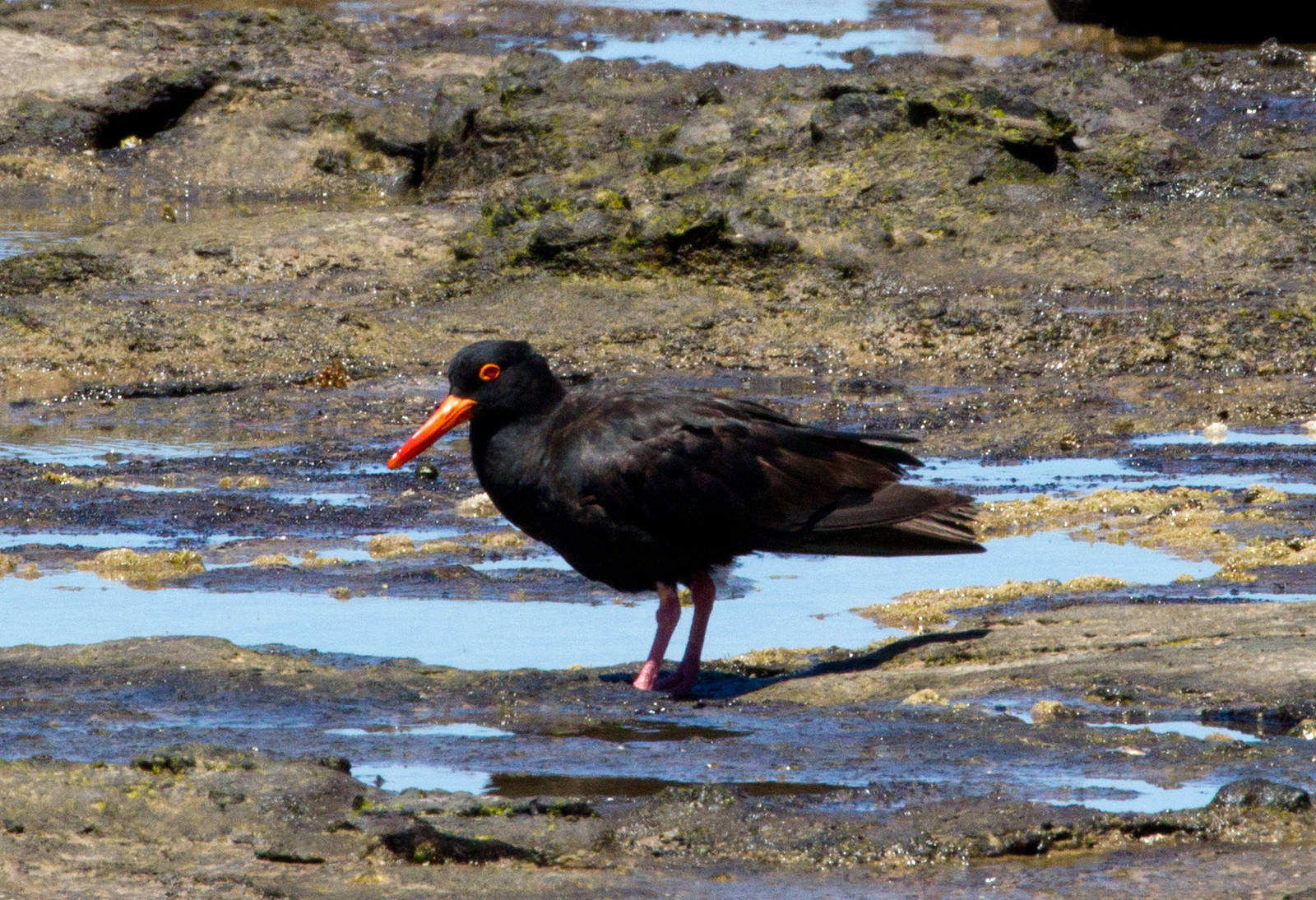 Sooty Oystercatcher