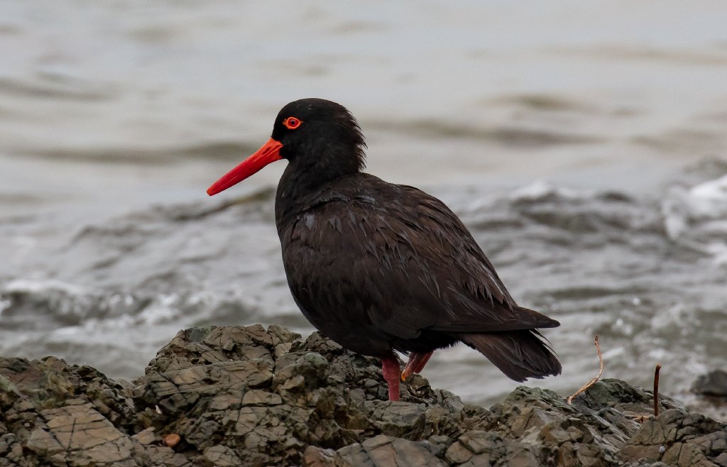 Sooty Oystercatcher