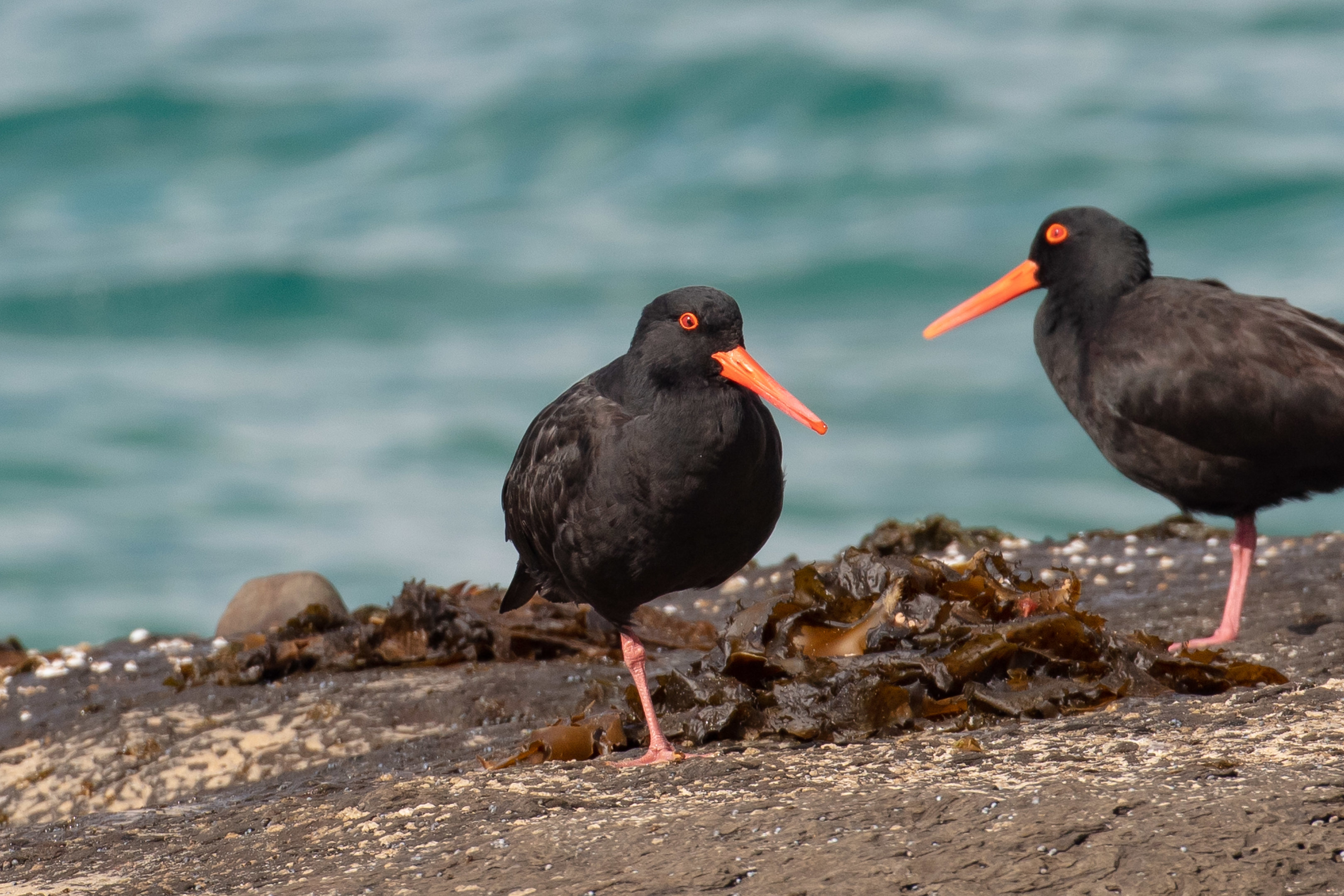 Sooty Oystercatcher