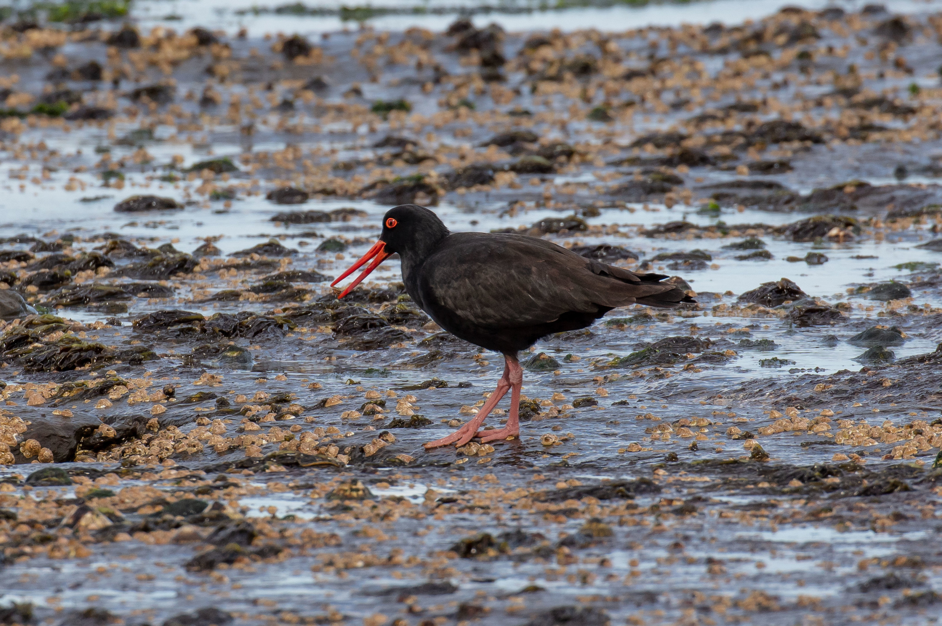 Sooty Oystercatcher