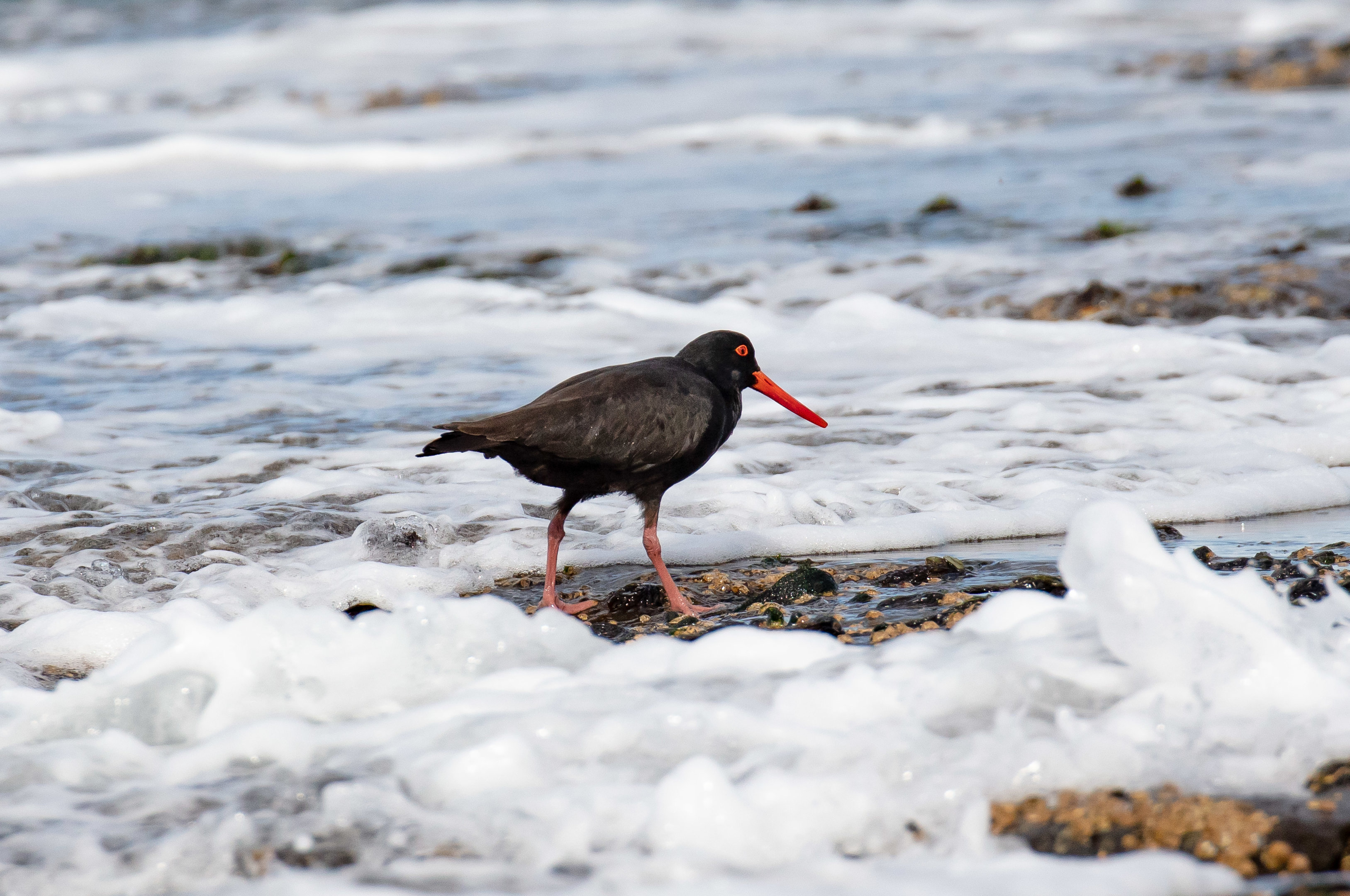 Sooty Oystercatcher