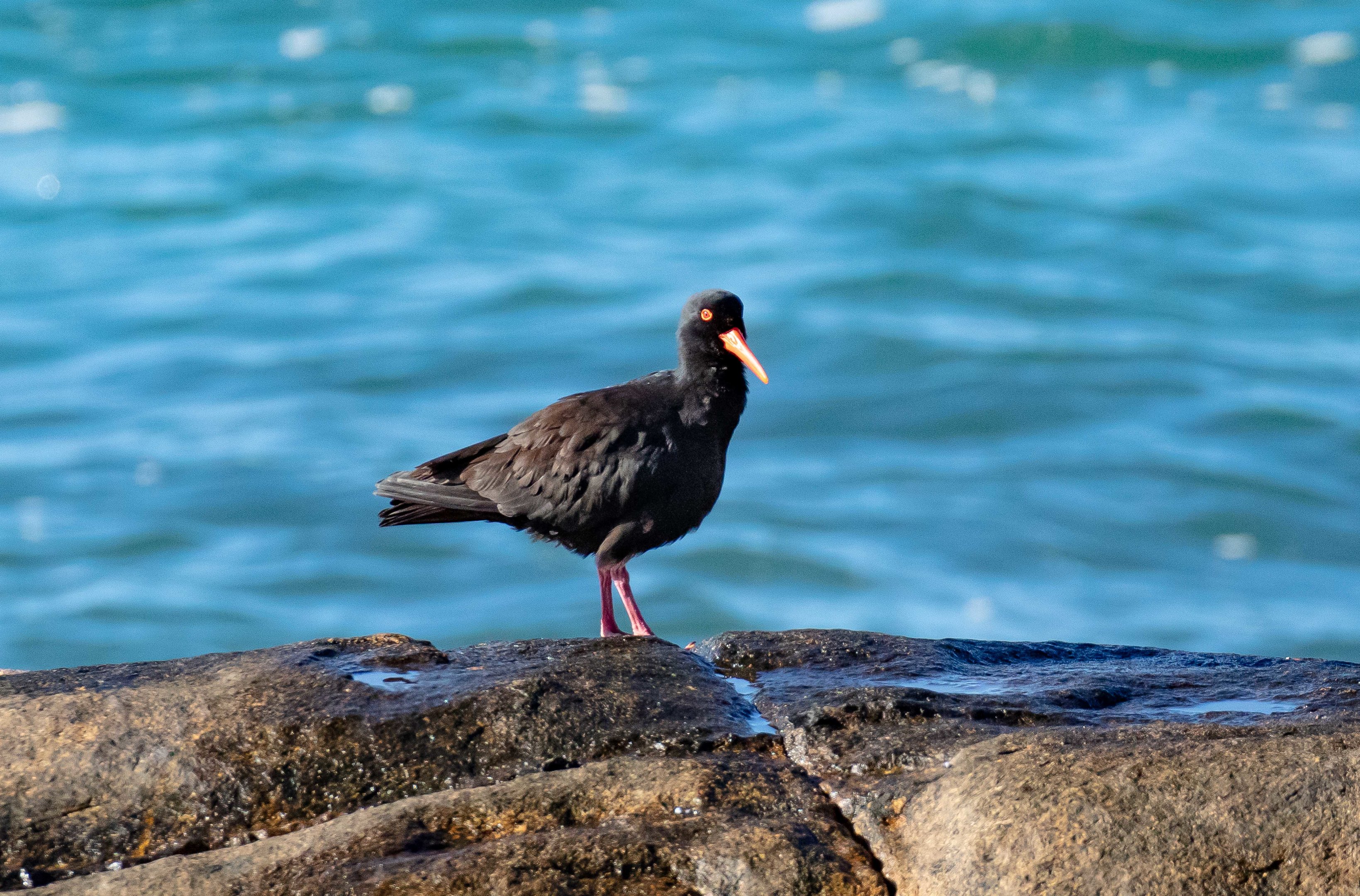 Sooty Oystercatcher