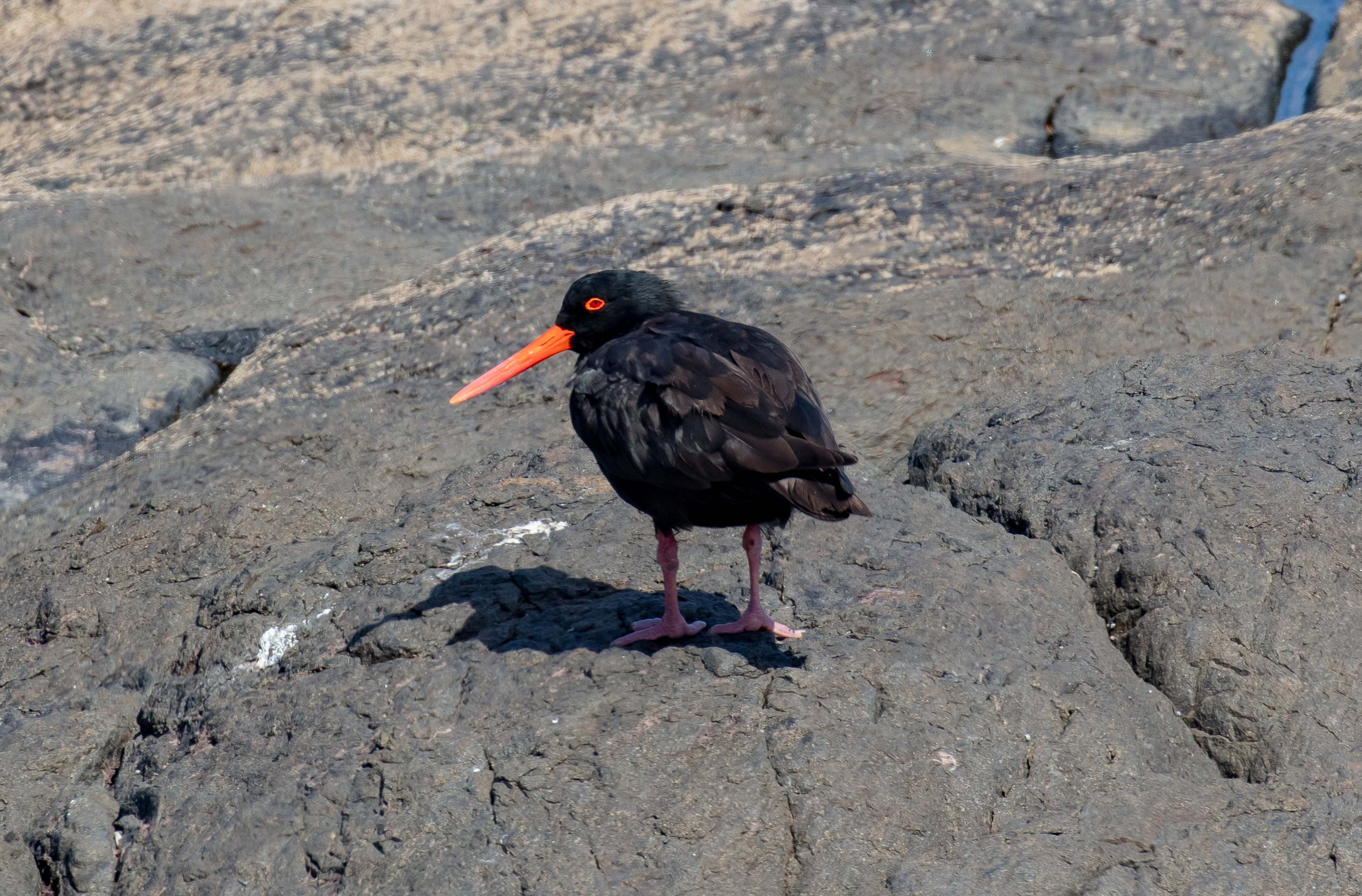Sooty Oystercatcher