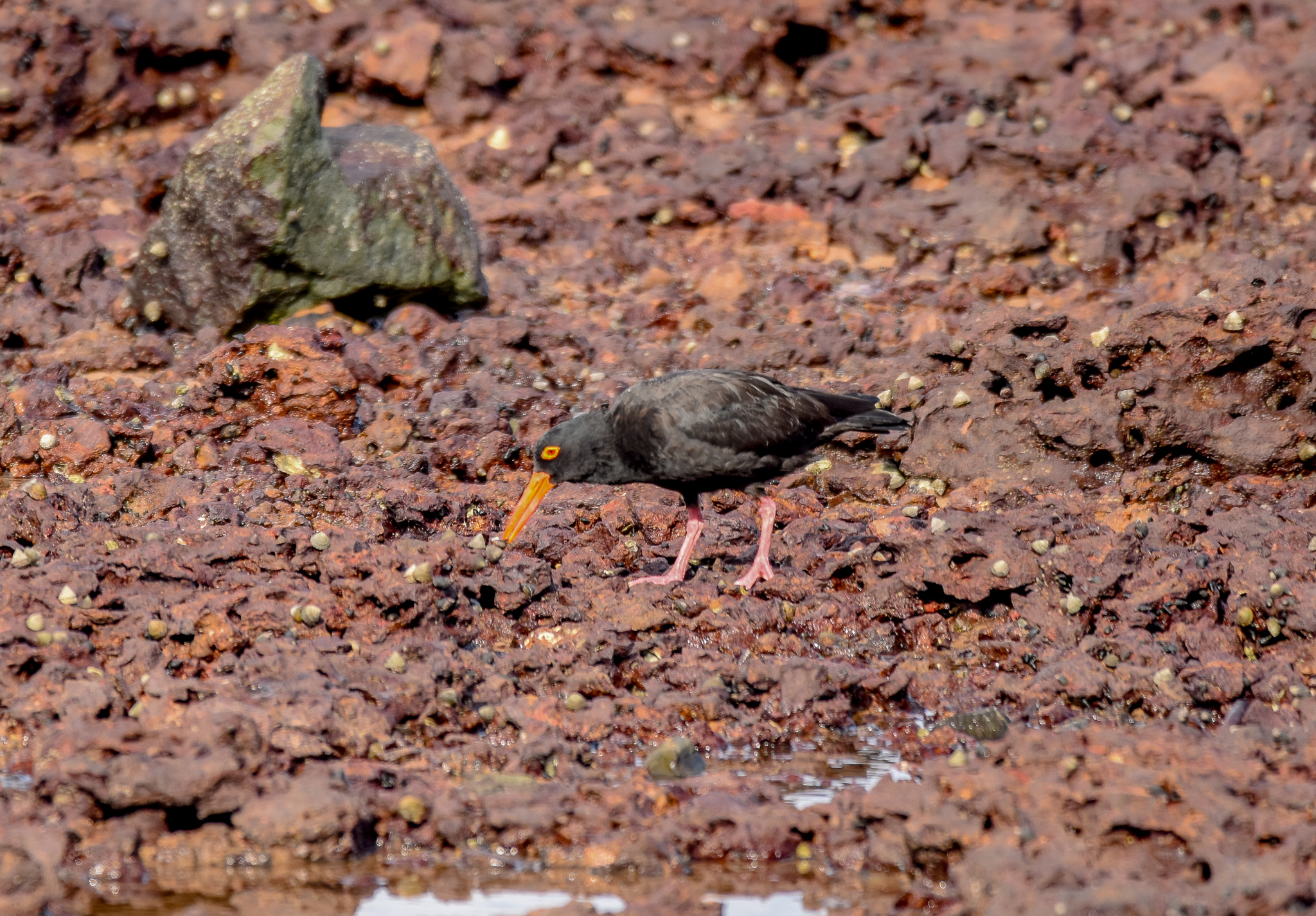 Sooty Oystercatcher