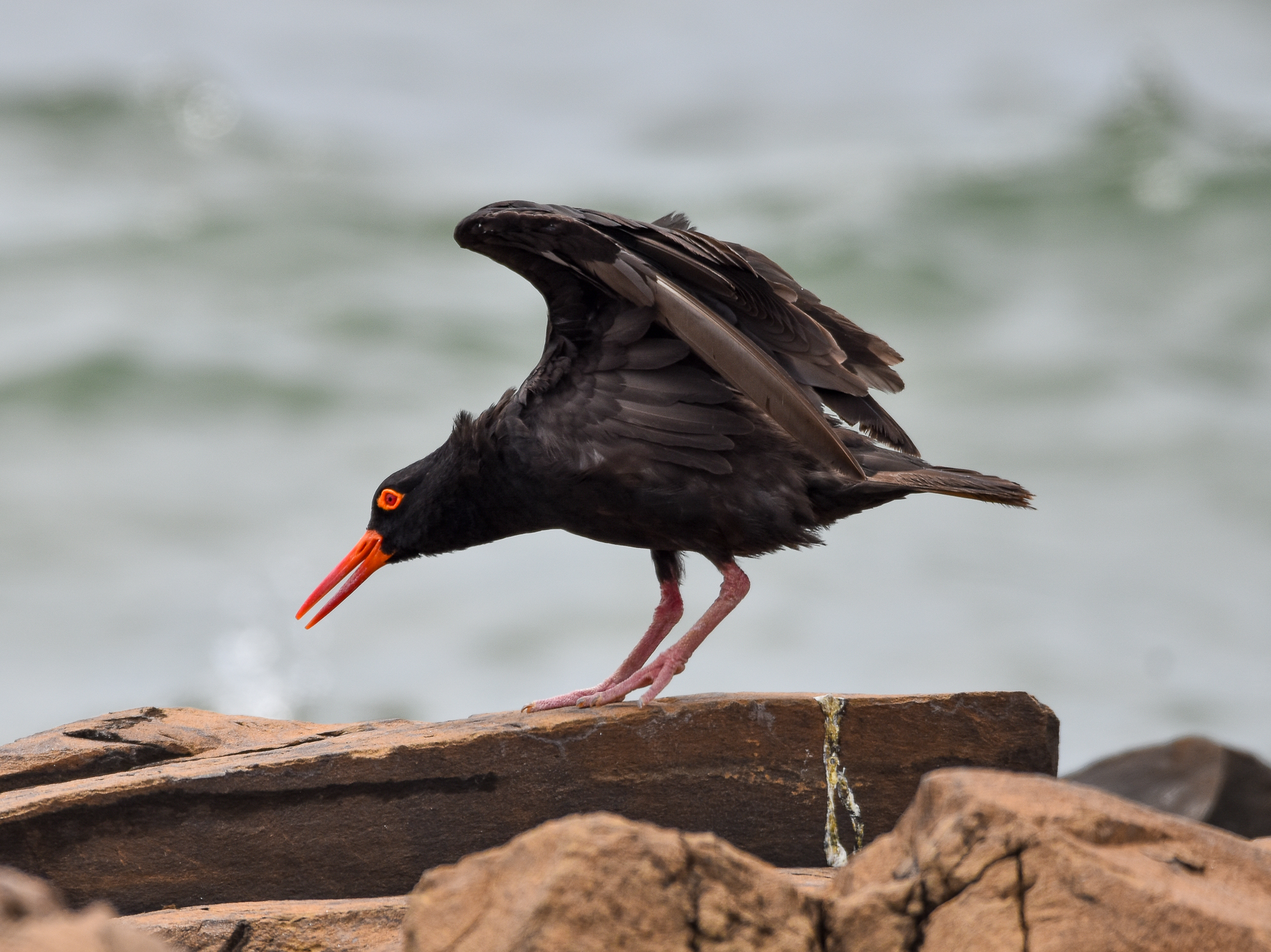 Sooty Oystercatcher