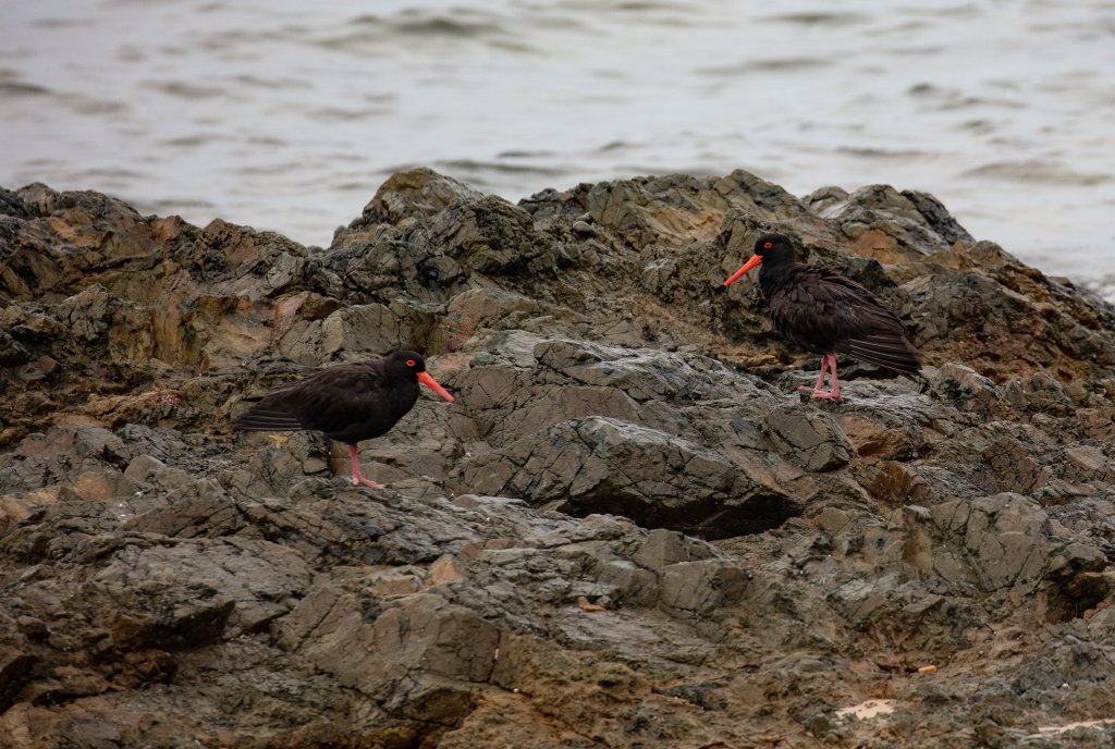 Sooty Oystercatchers
