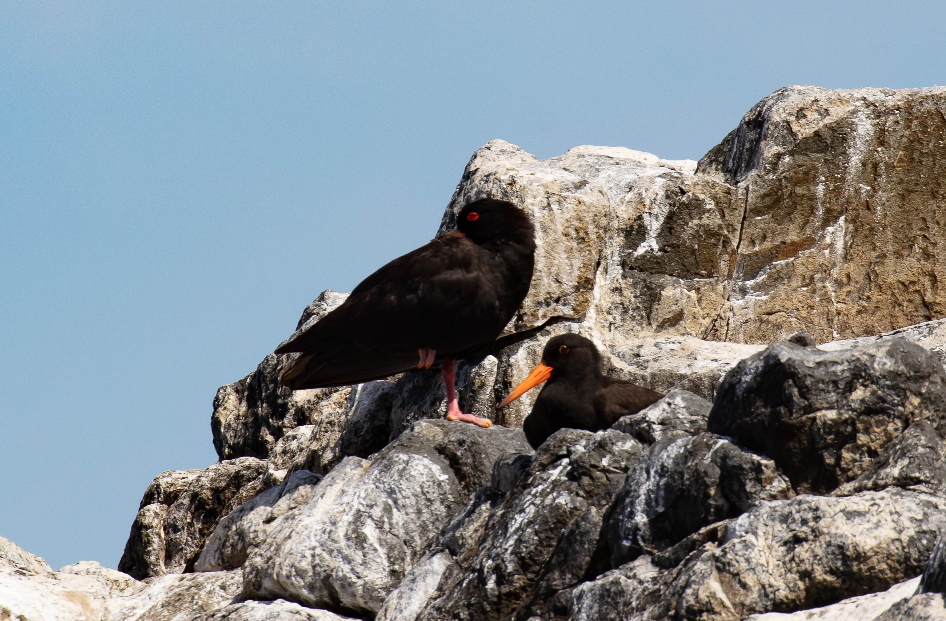 Sooty Oystercatchers