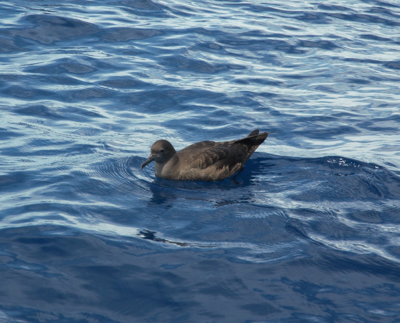 Sooty Shearwater (Ardenna grisea)