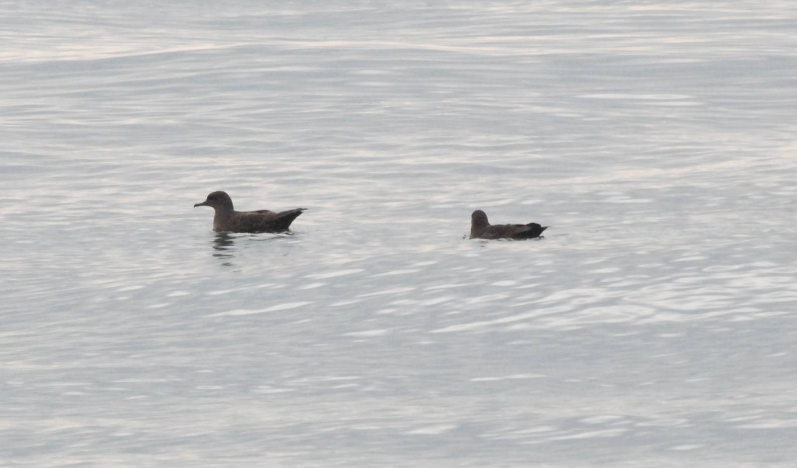 Sooty Shearwaters off Flamborough Head, 28/09/14