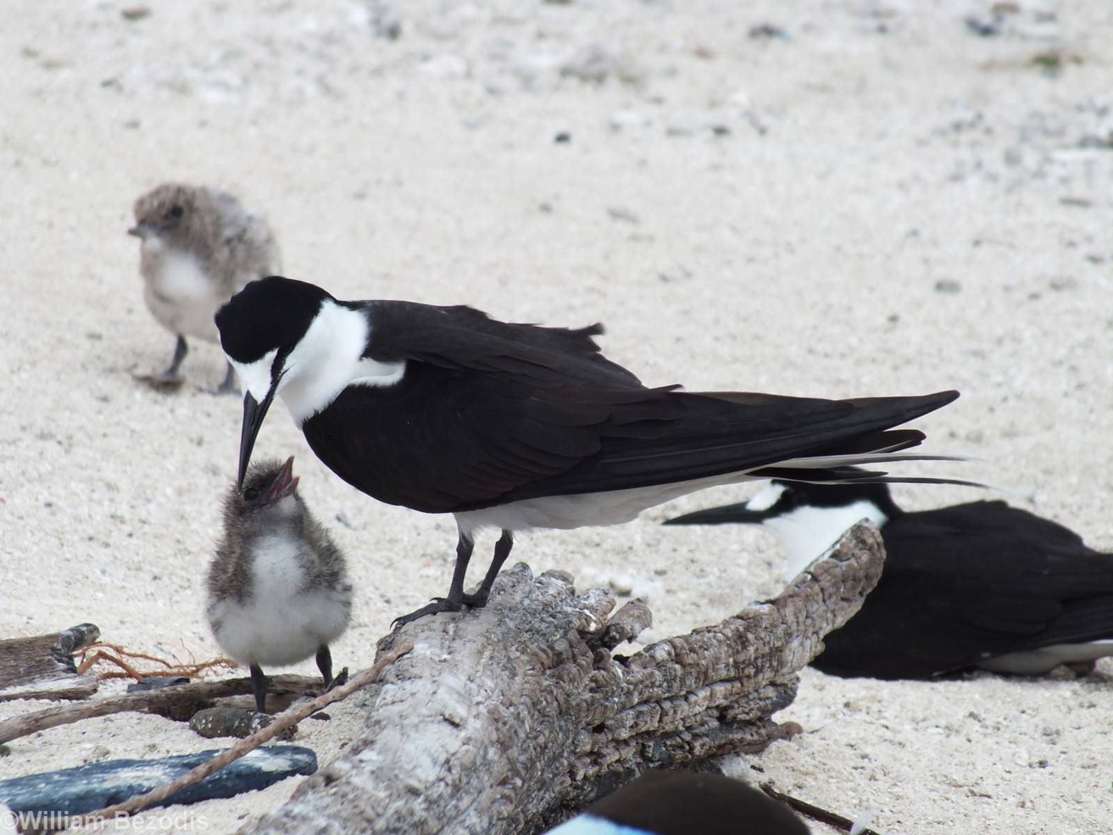 Sooty Tern and Chick