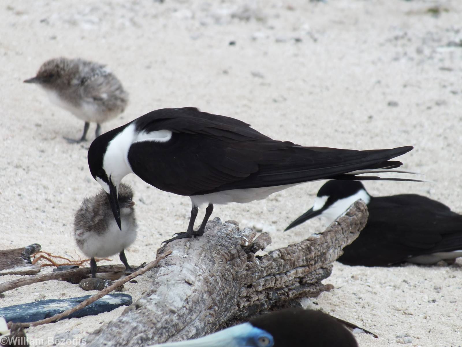 Sooty Tern and Chick