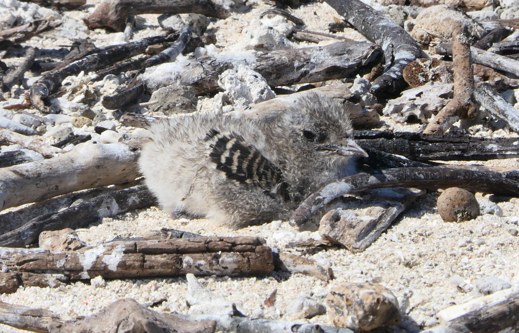 Sooty Tern chick
