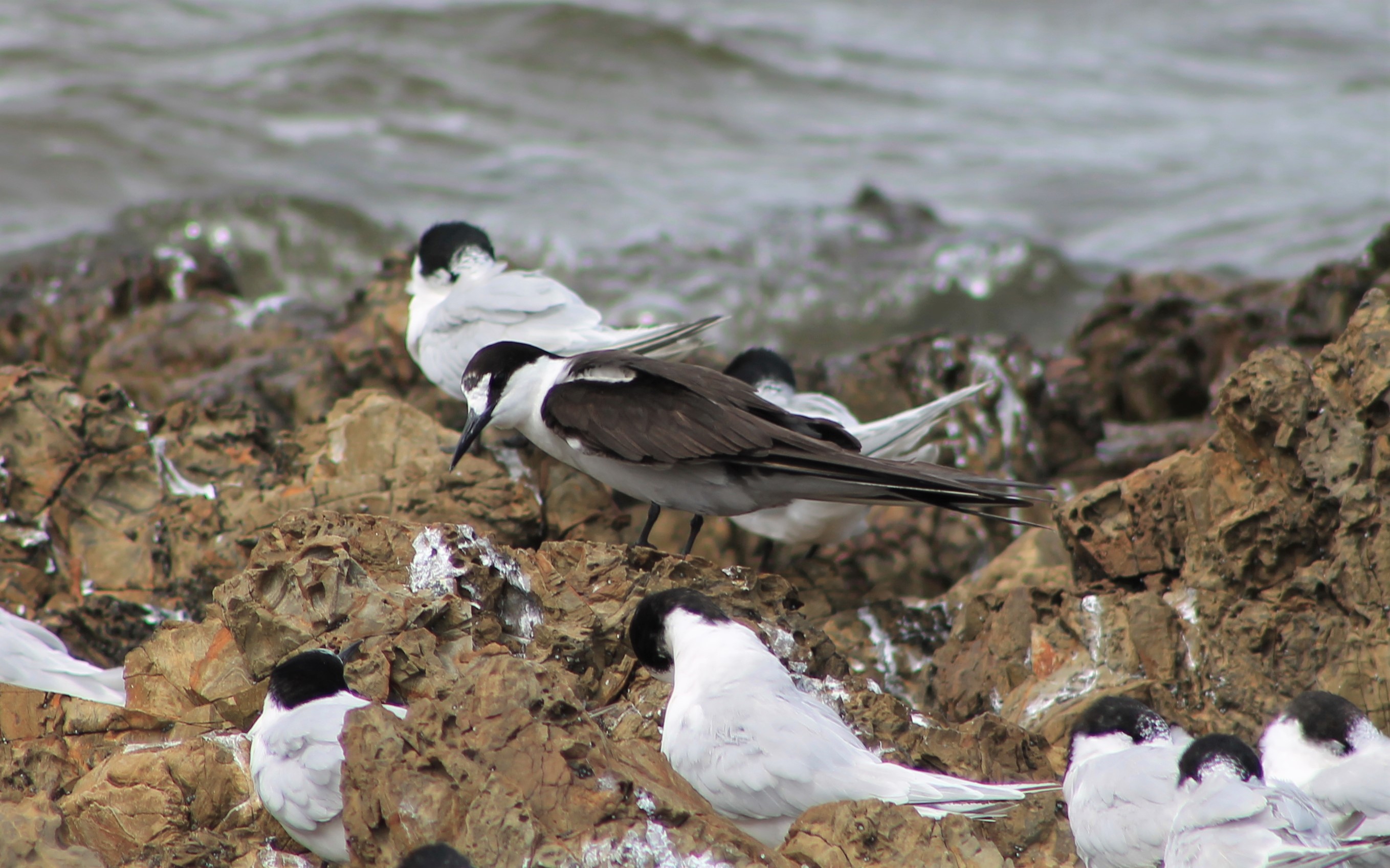 Sooty Tern (Onychoprion fuscatus serratus)