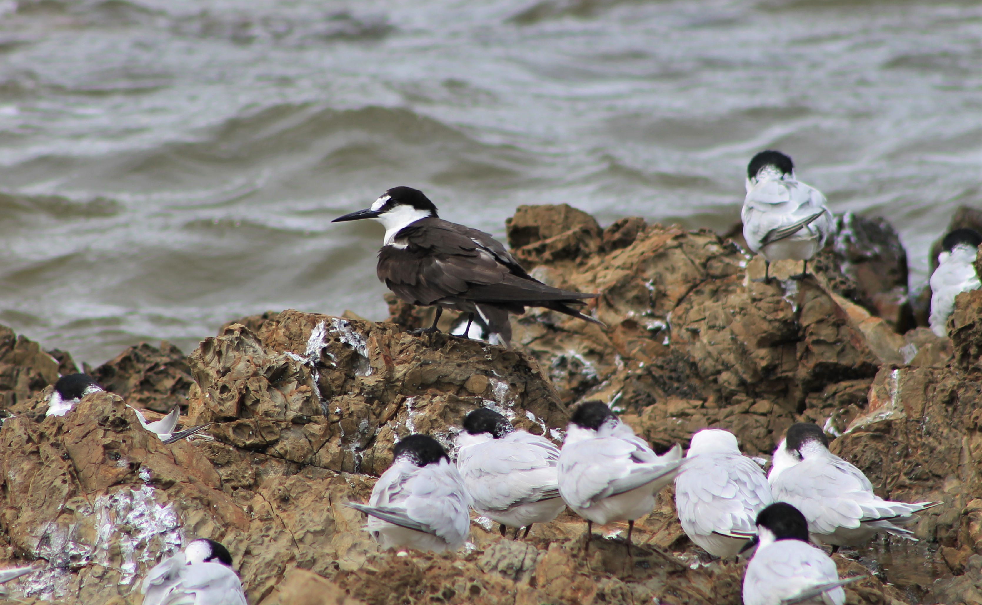 Sooty Tern (Onychoprion fuscatus serratus)
