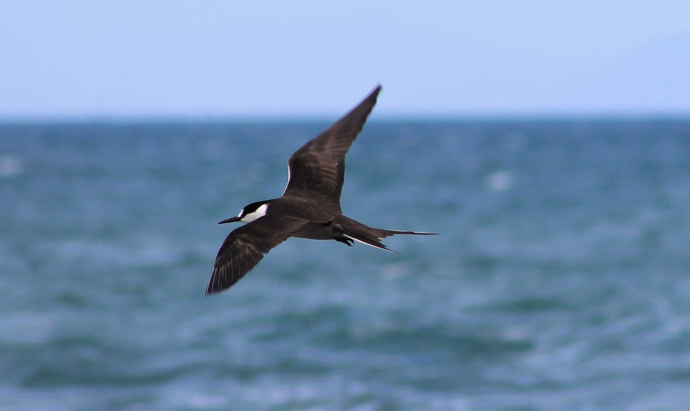 Sooty Tern (Onychoprion fuscatus serratus)