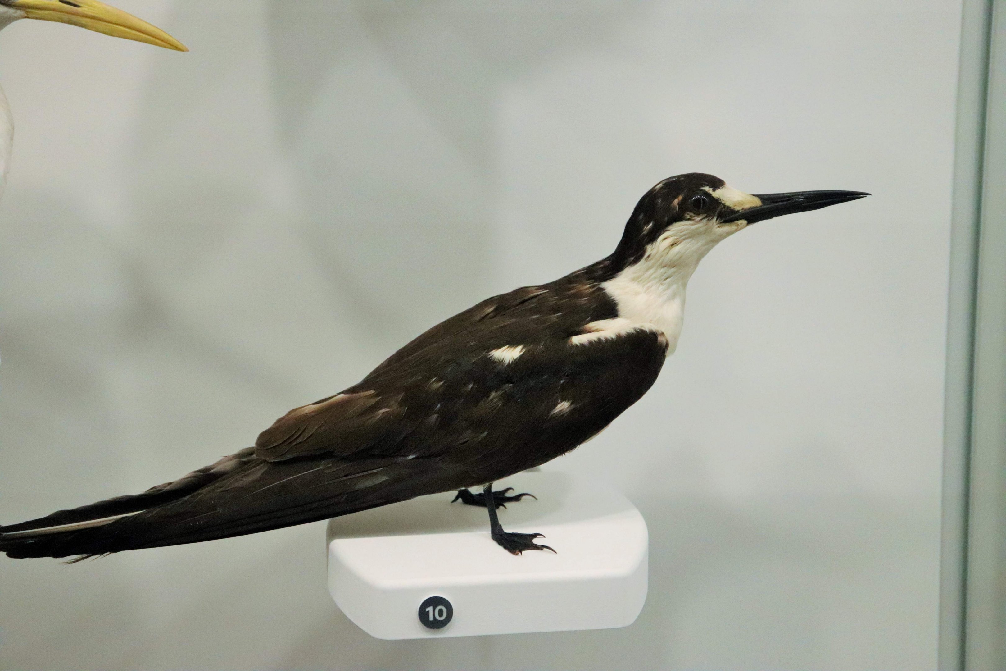 Sooty Tern (Onychoprion fuscatus)