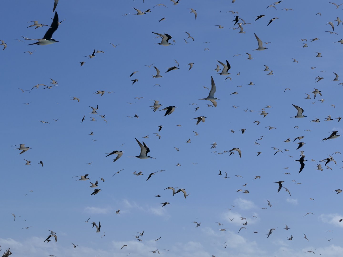 Sooty Tern (Onychoprion fuscatus)