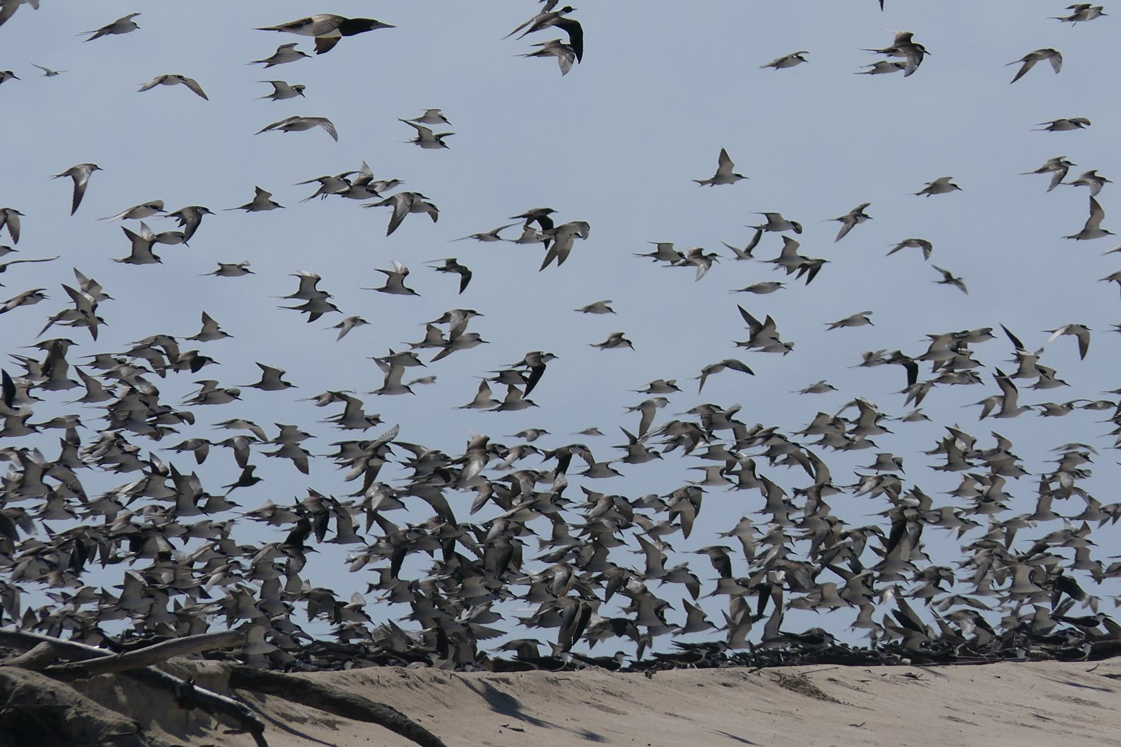 Sooty Tern (Onychoprion fuscatus)