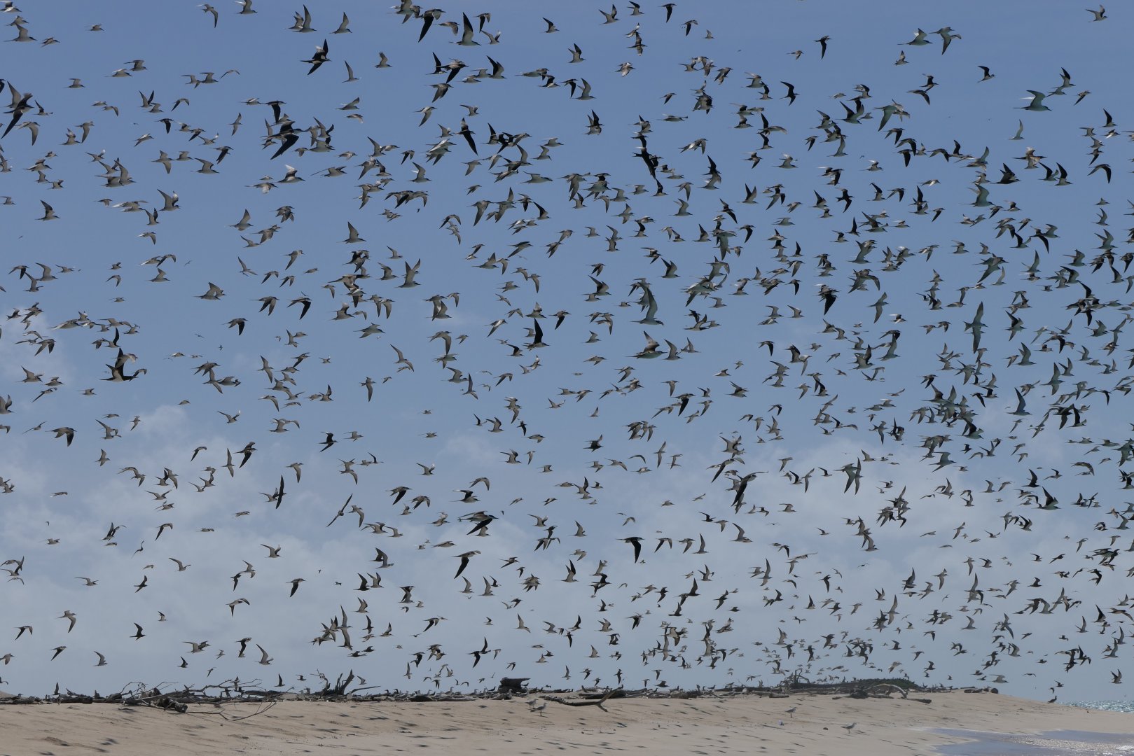 Sooty Tern (Onychoprion fuscatus)