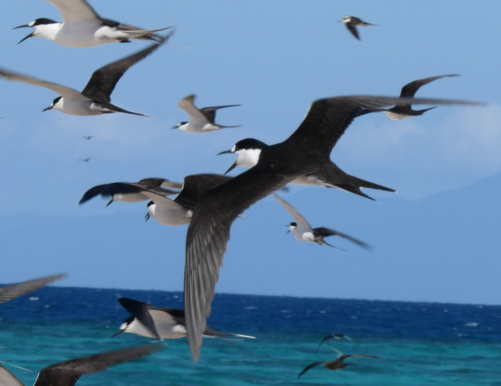 Sooty Tern