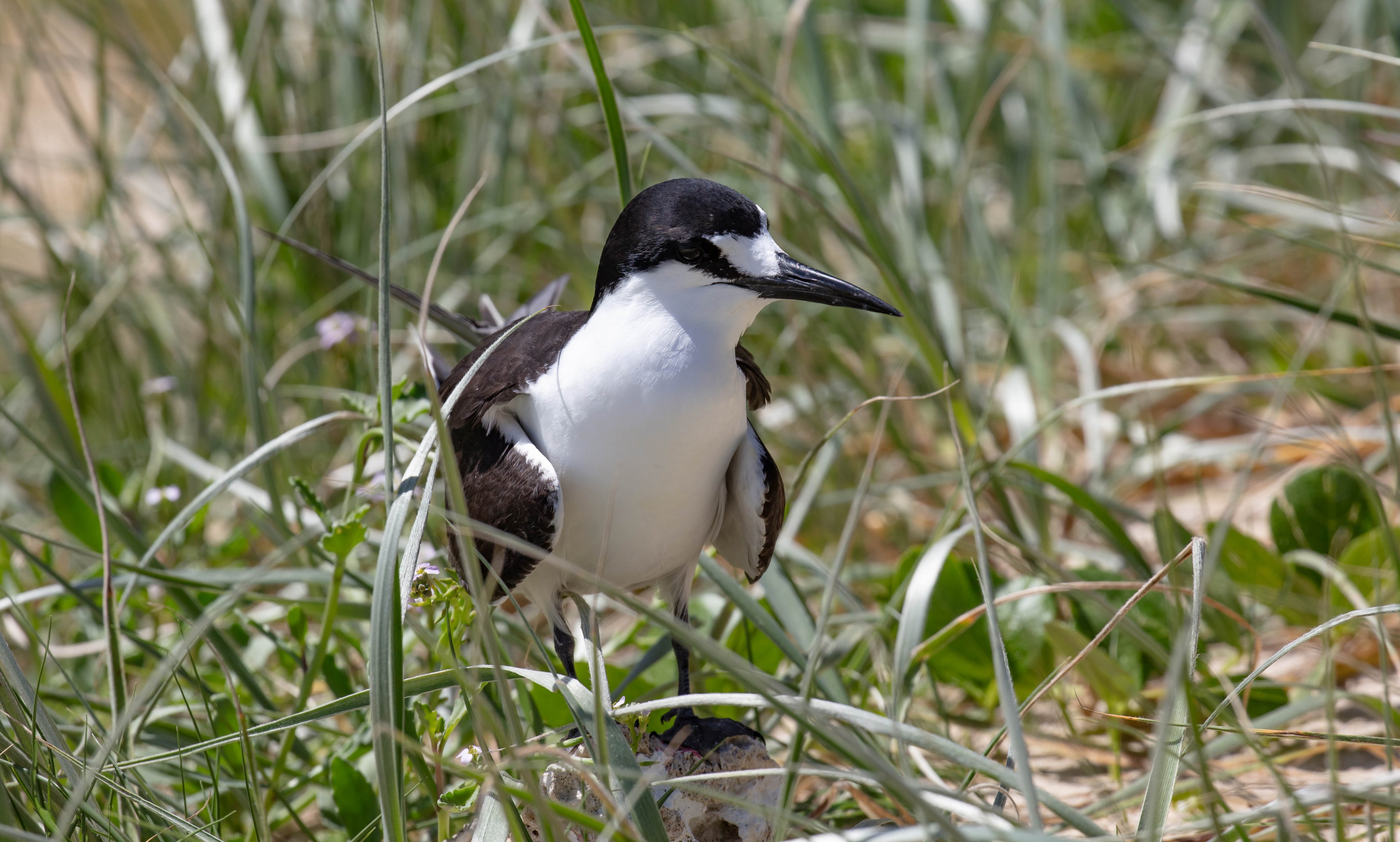 Sooty Tern