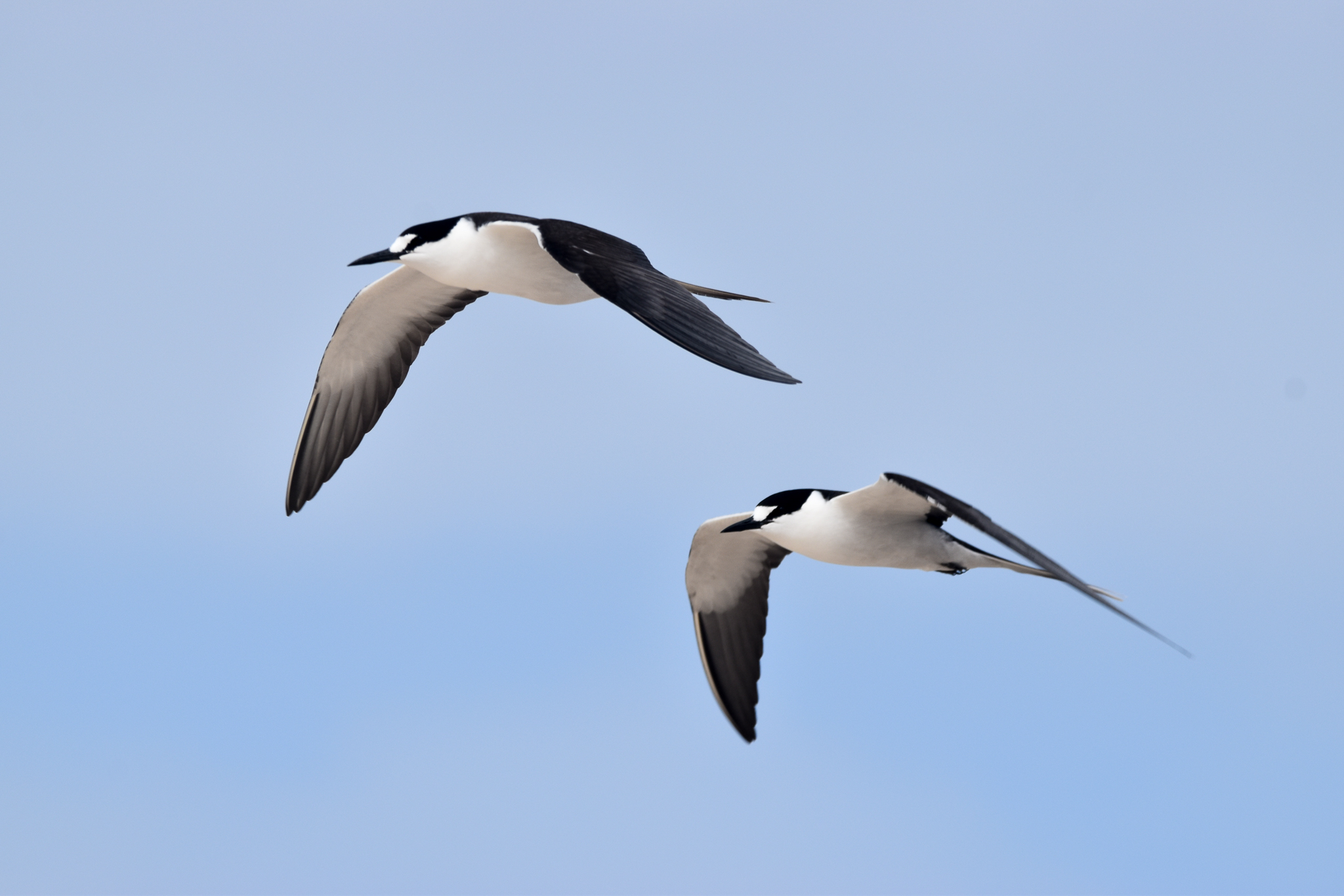 Sooty Terns
