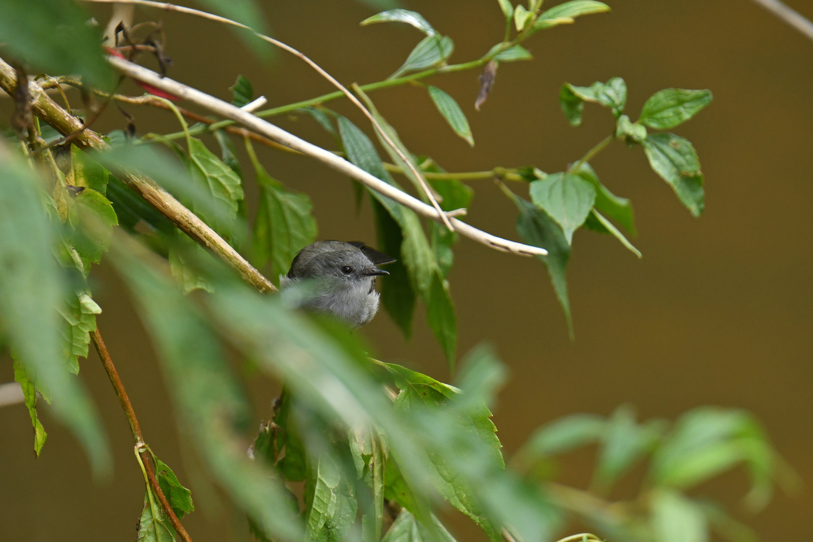 Sooty Tyrannulet Serpophaga nigricans