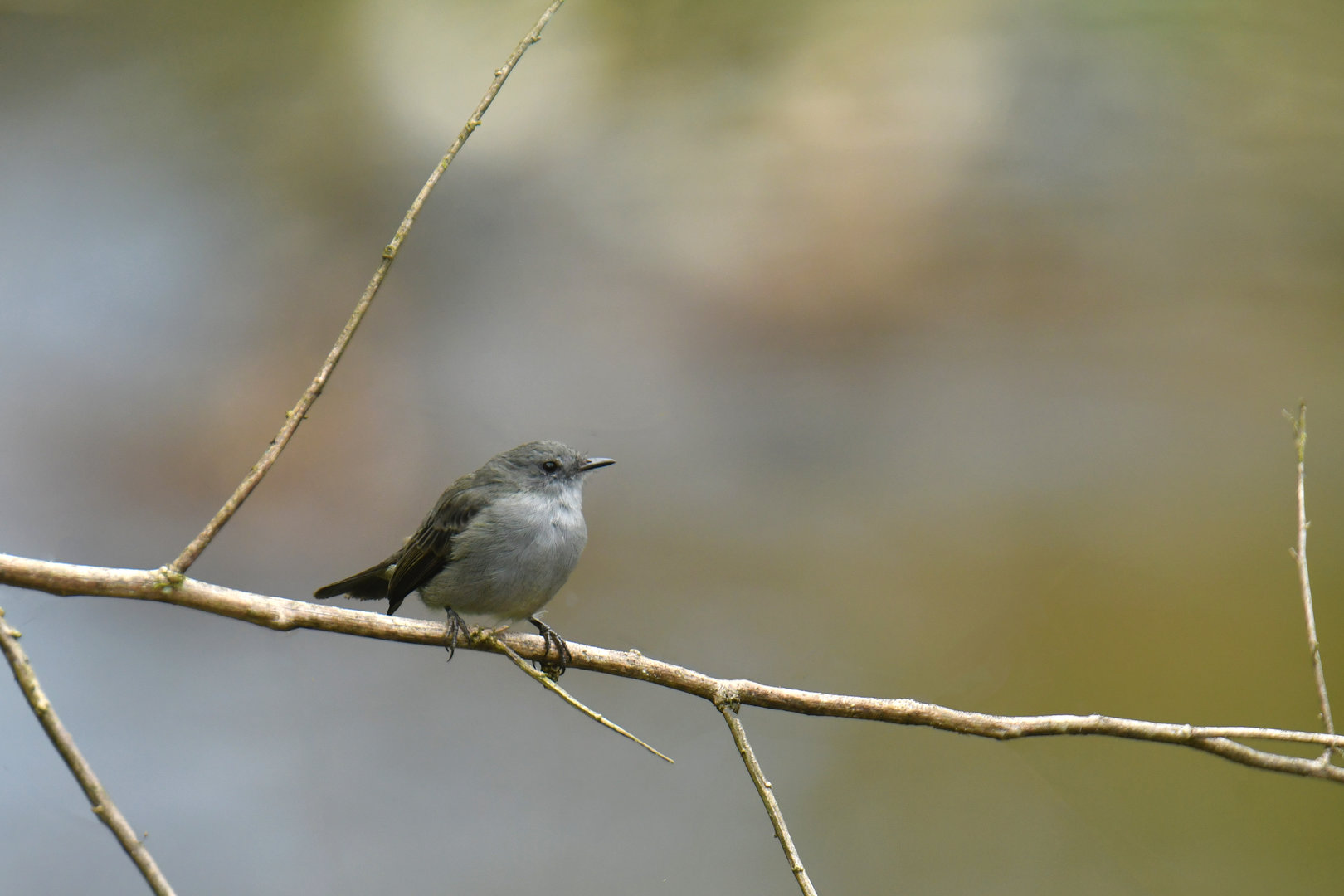 Sooty Tyrannulet Serpophaga nigricans