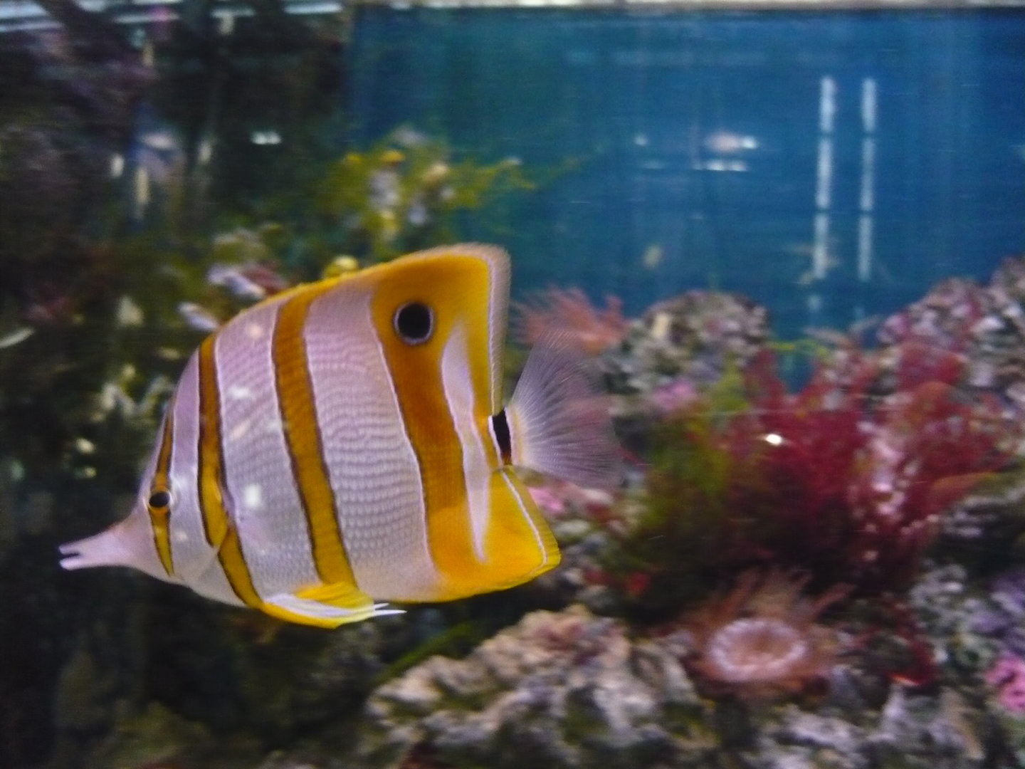 Сopperband butterflyfish