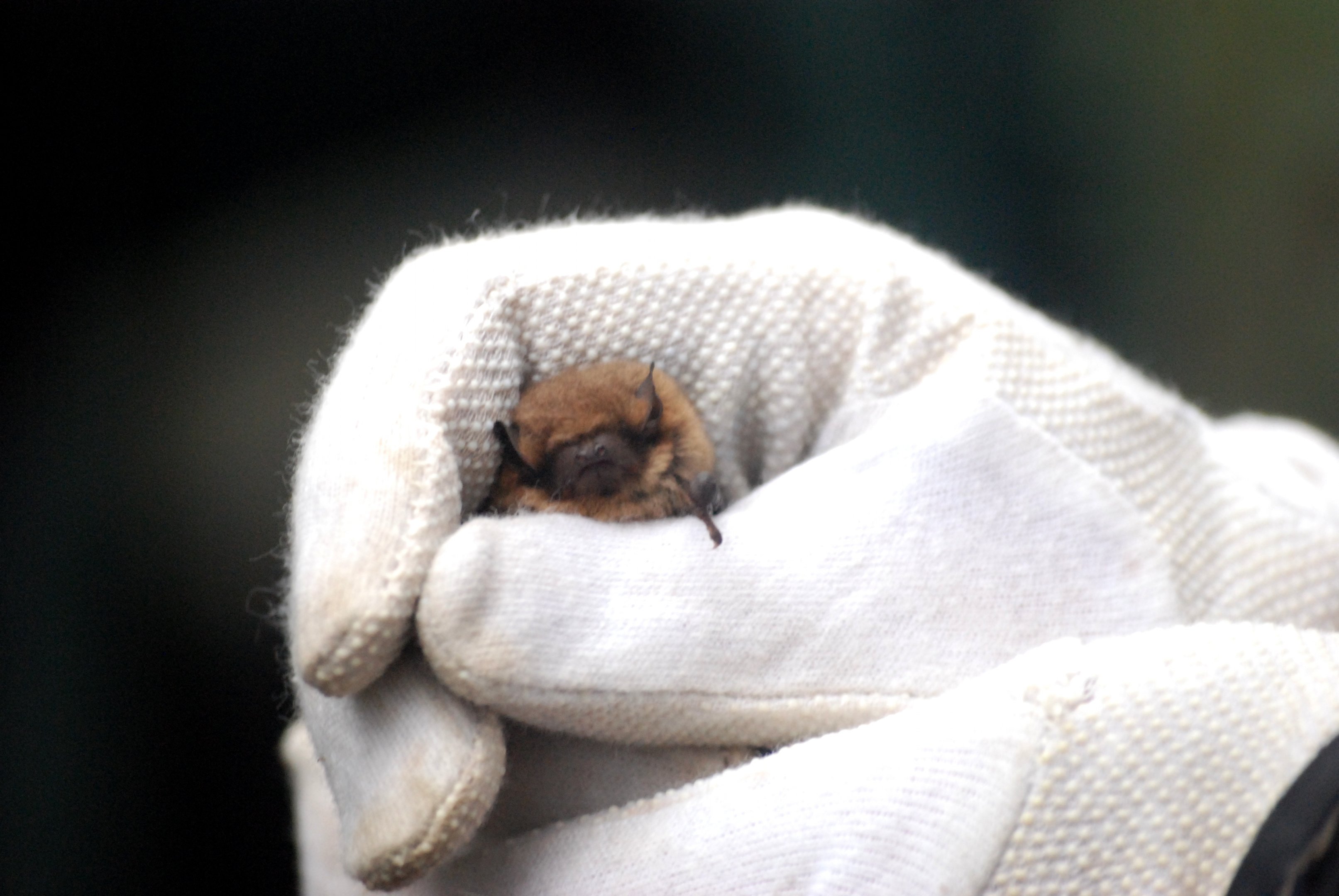 Soprano Pipistrelle, Derbyshire