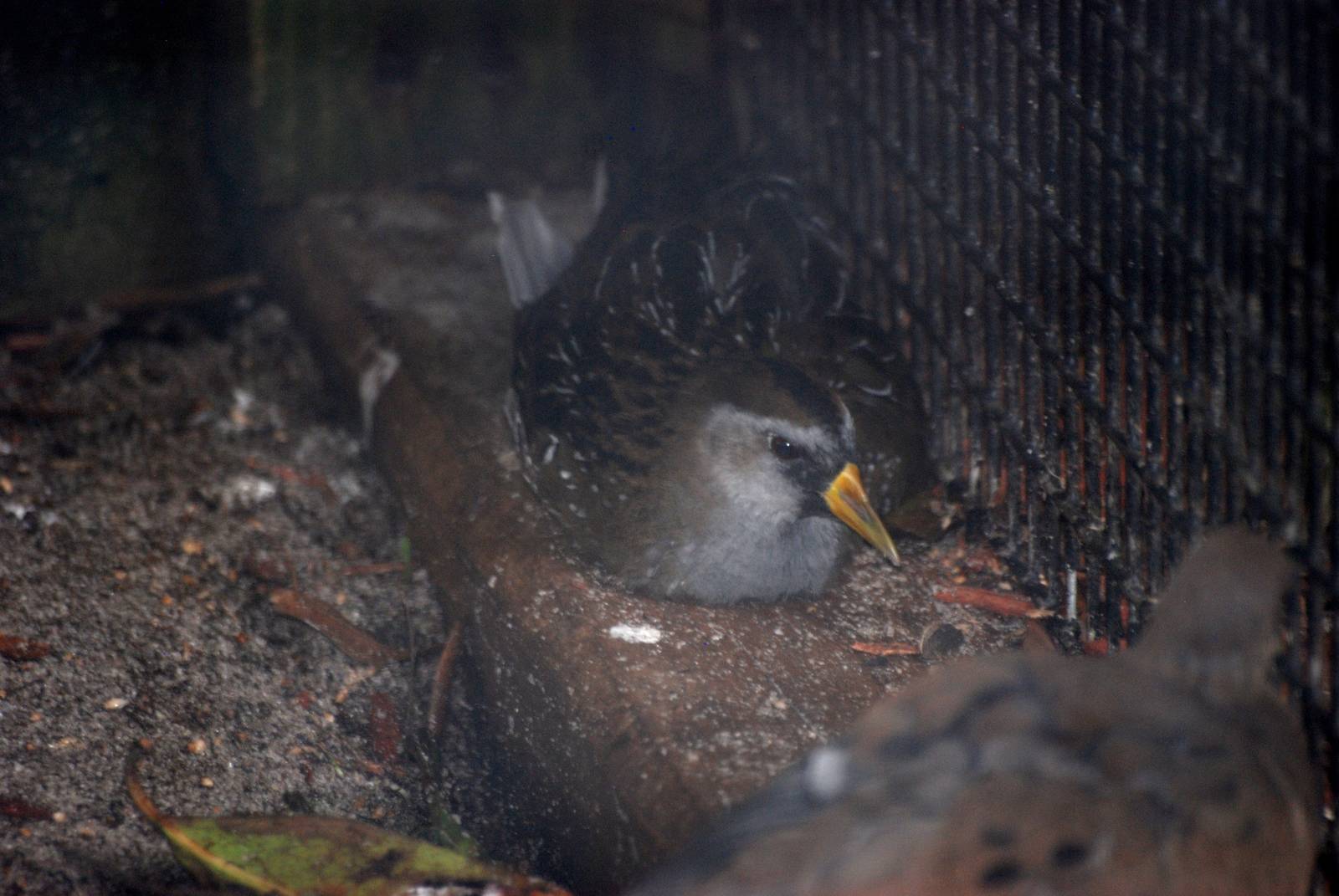 Sora at Peace River Wildlife Centre, 09/10/13
