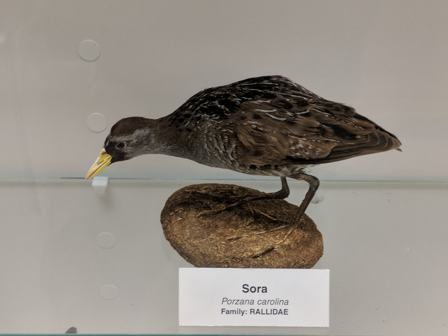 Sora (Porzana carolina)