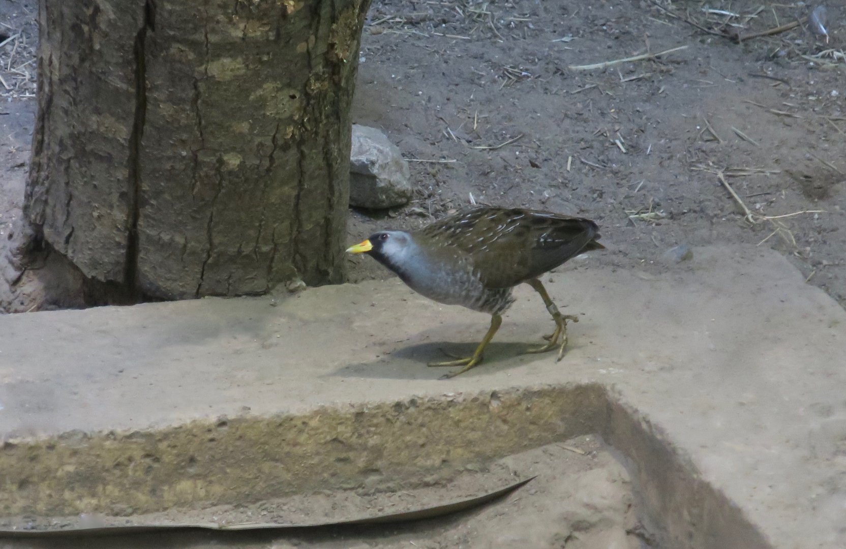 Sora (Porzana carolina)