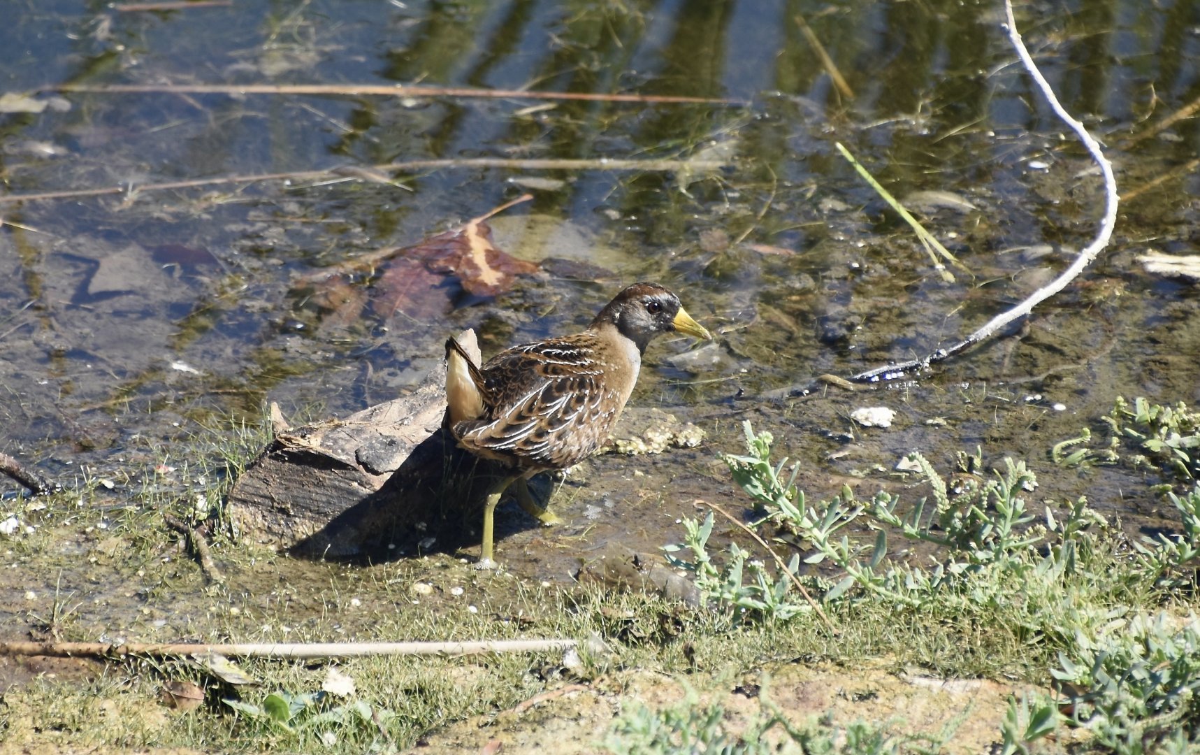 Sora (Porzana carolina)