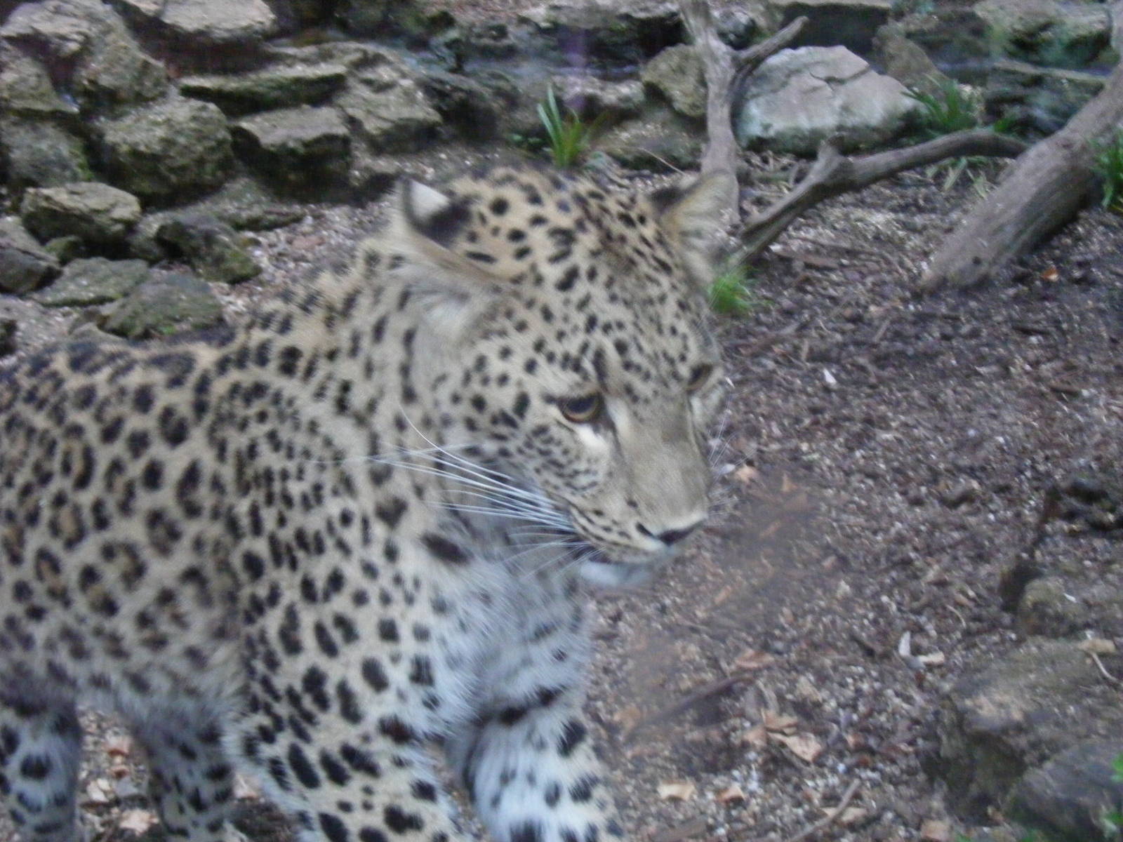 Soraya the Persian leopard at Chessington Zoo, 25 June 2010