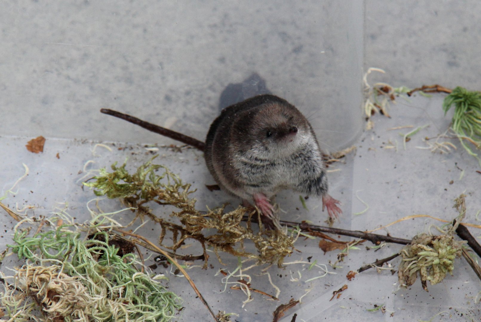 (Sorex araneus) Common shrew