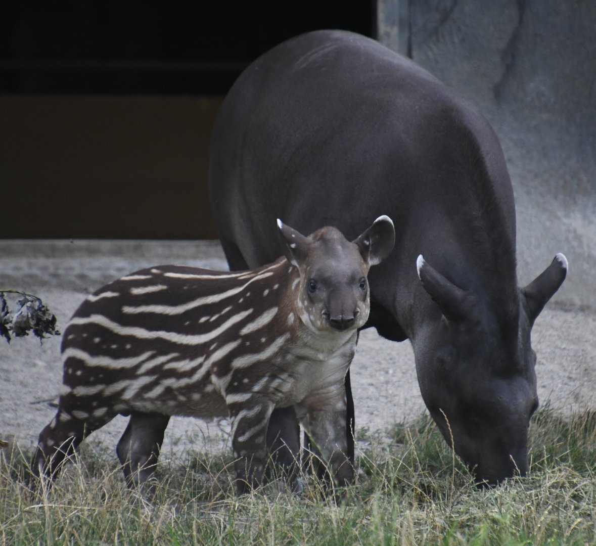 Sorghum and her 3-month-old son