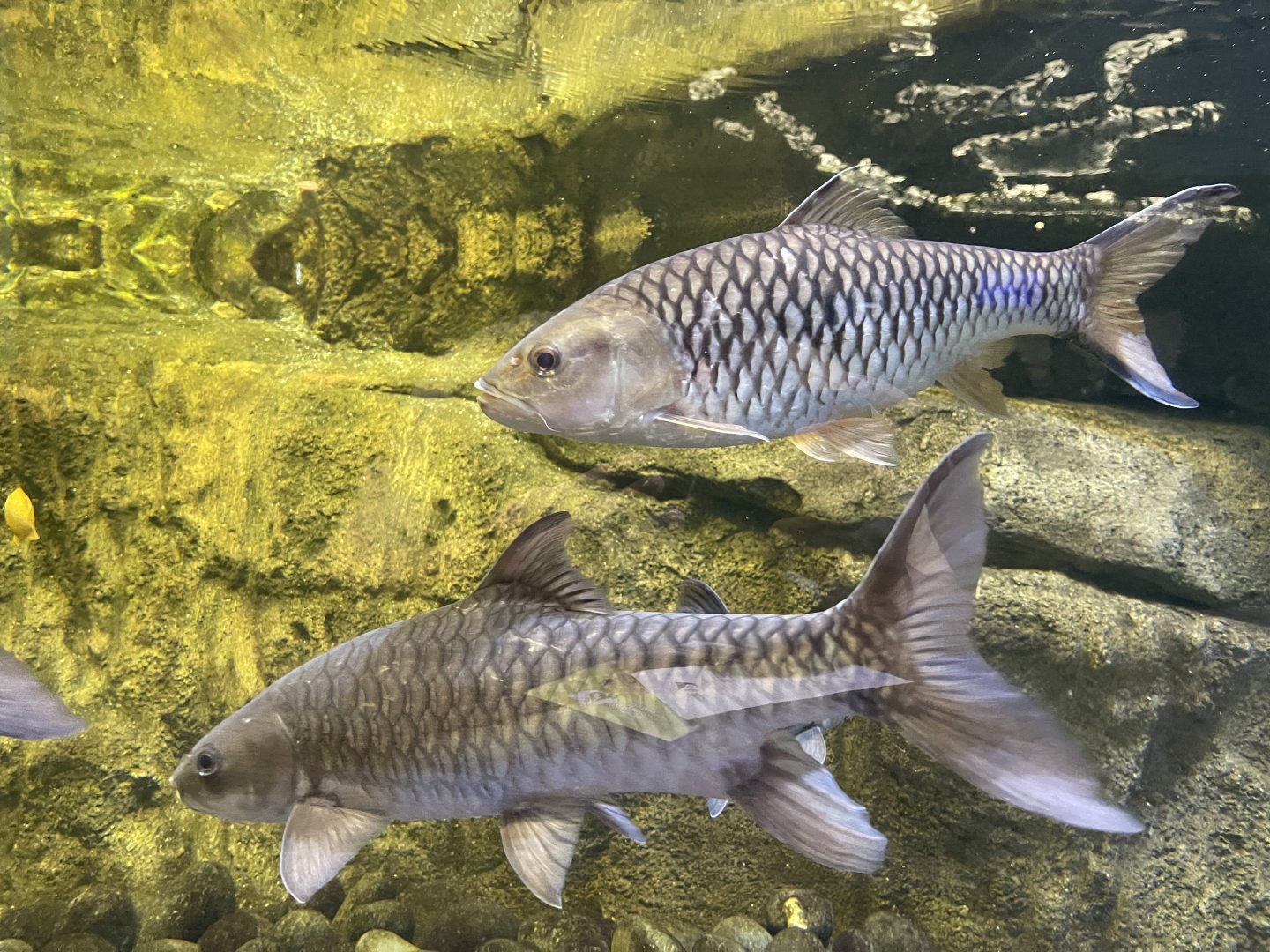 soro brook carp (neolissochilus soroides) & hampala barb (hampala macrolepidota)