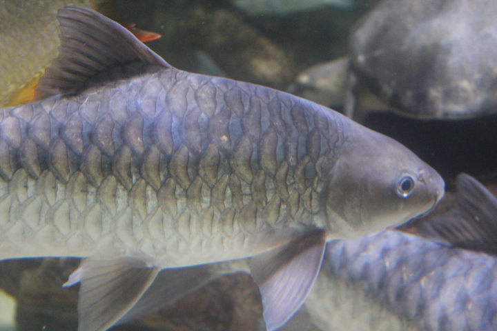 Soro brook carp (Neolissochilus soroides)