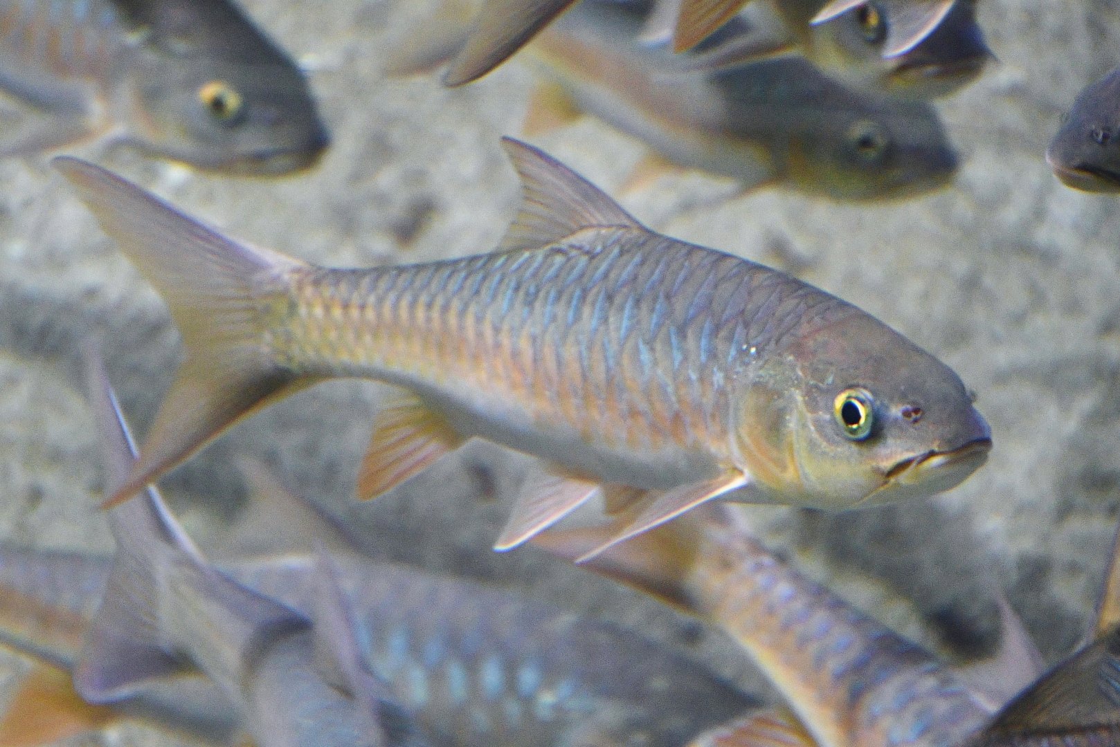 Soro Brook Carp (Neolissochilus soroides)