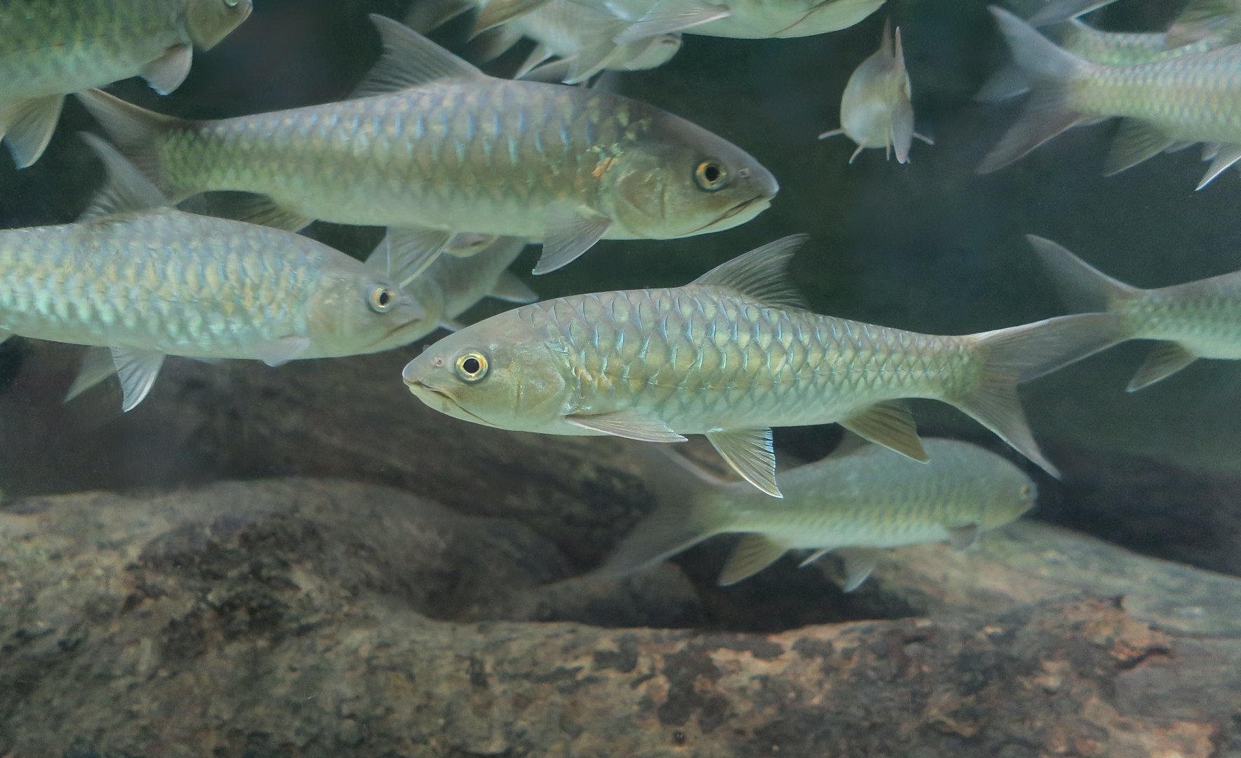 Soro Brook Carp (Neolissochilus soroides)