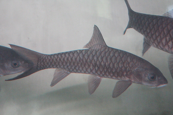 Soro carp (Neolissochilus cf. soro) - Animalium BRIN