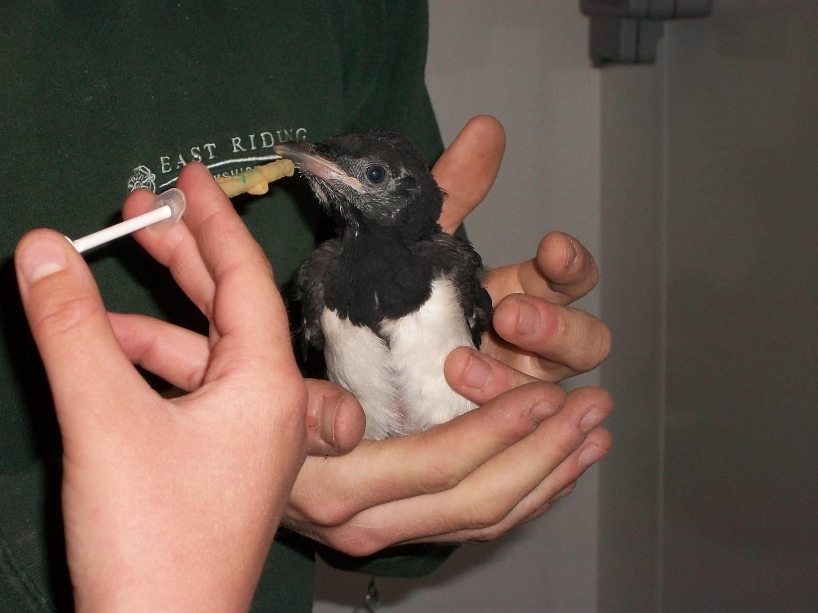 Sorrow fed by KeeperKatie and madgeandshane, 24th May 2014