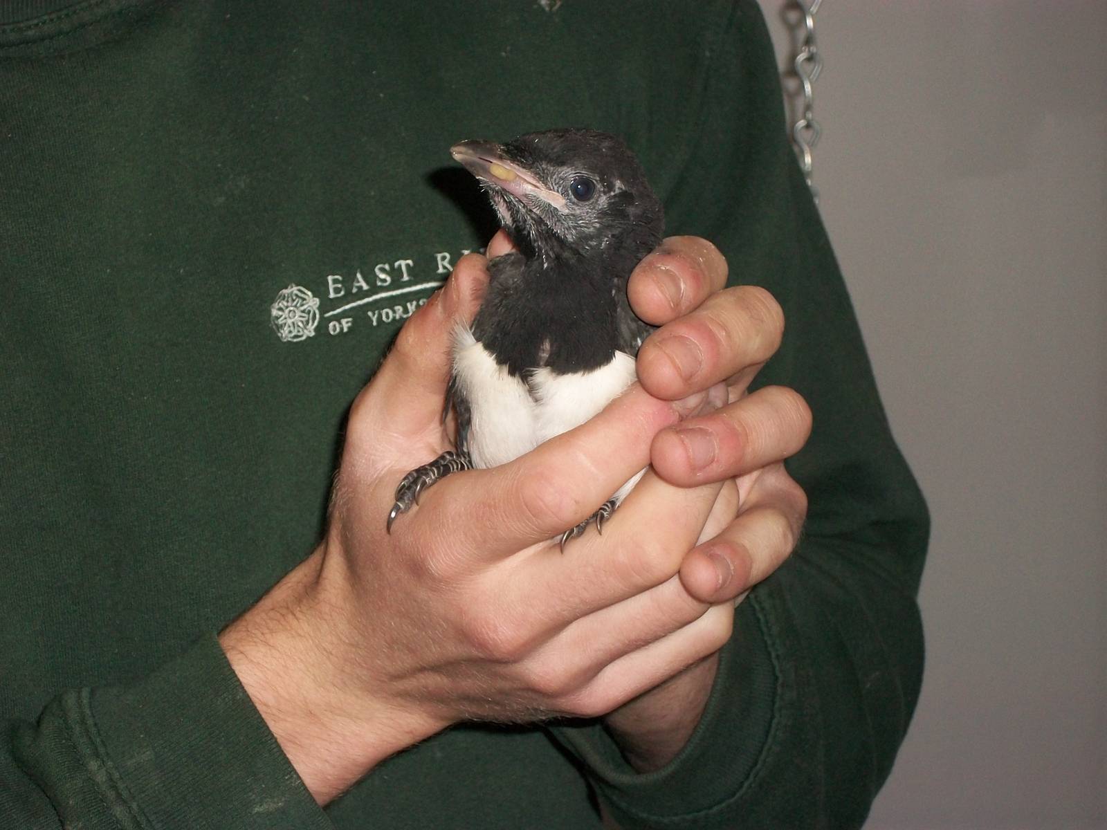 Sorrow the young Magpie, 24th May 2014