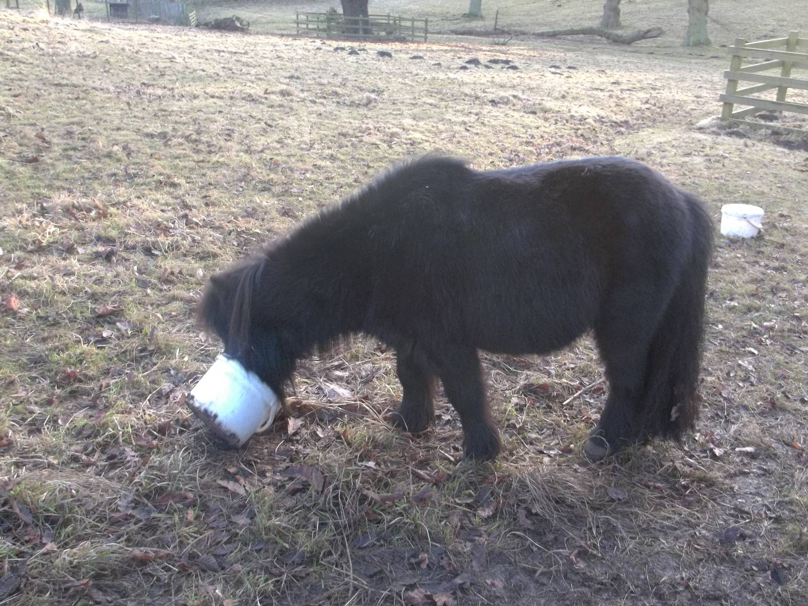 Sorry Percy, the bucket is empty; 18th January 2015