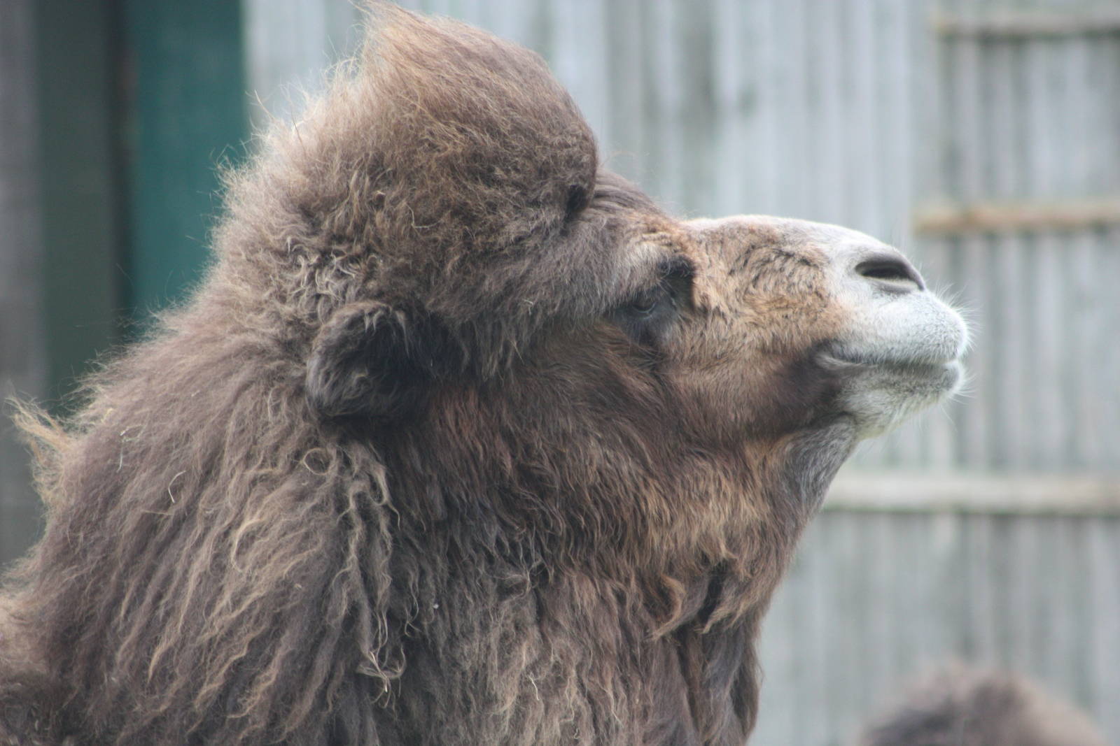 Sorry Pertinax, I like camels, 27th October 2014