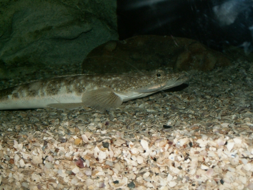 Sorsogona sp, Sydney Aquarium 2008